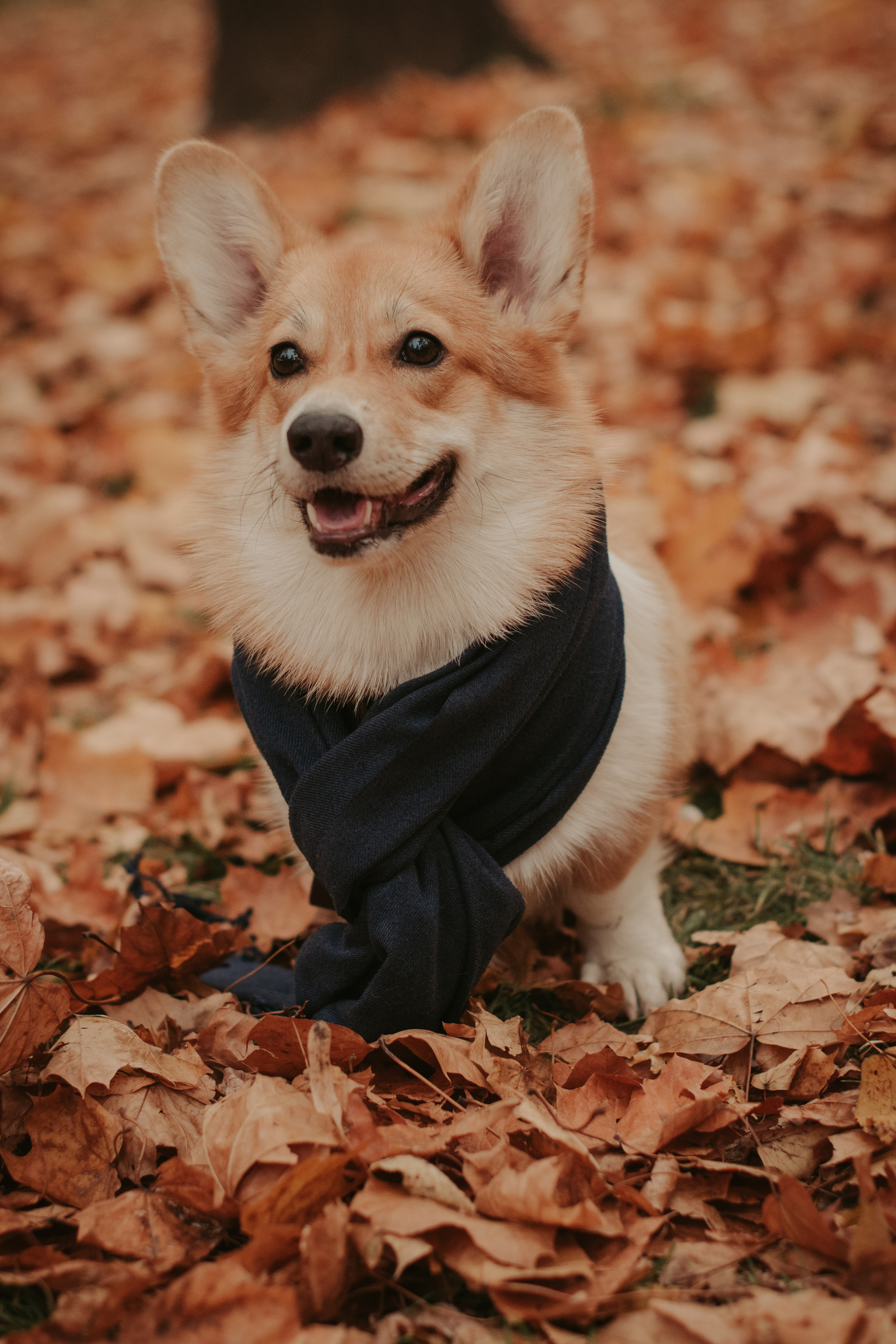 Марина и Мася, Новодевичий сквер. Свадебный фотограф в Москве Анна Полушина