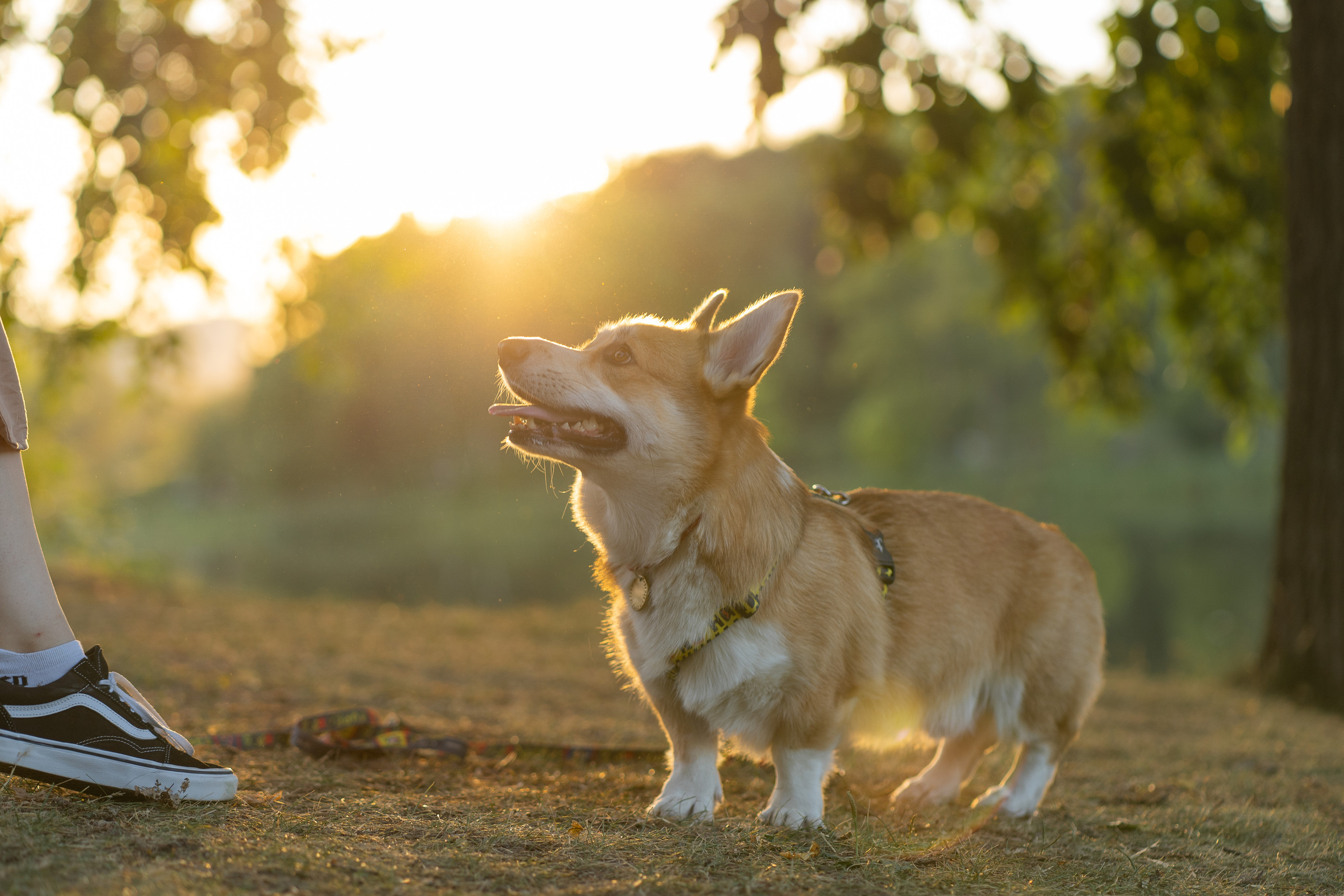 Катя и Боря, Джамгаровский парк. Свадебный фотограф в Москве Анна Полушина