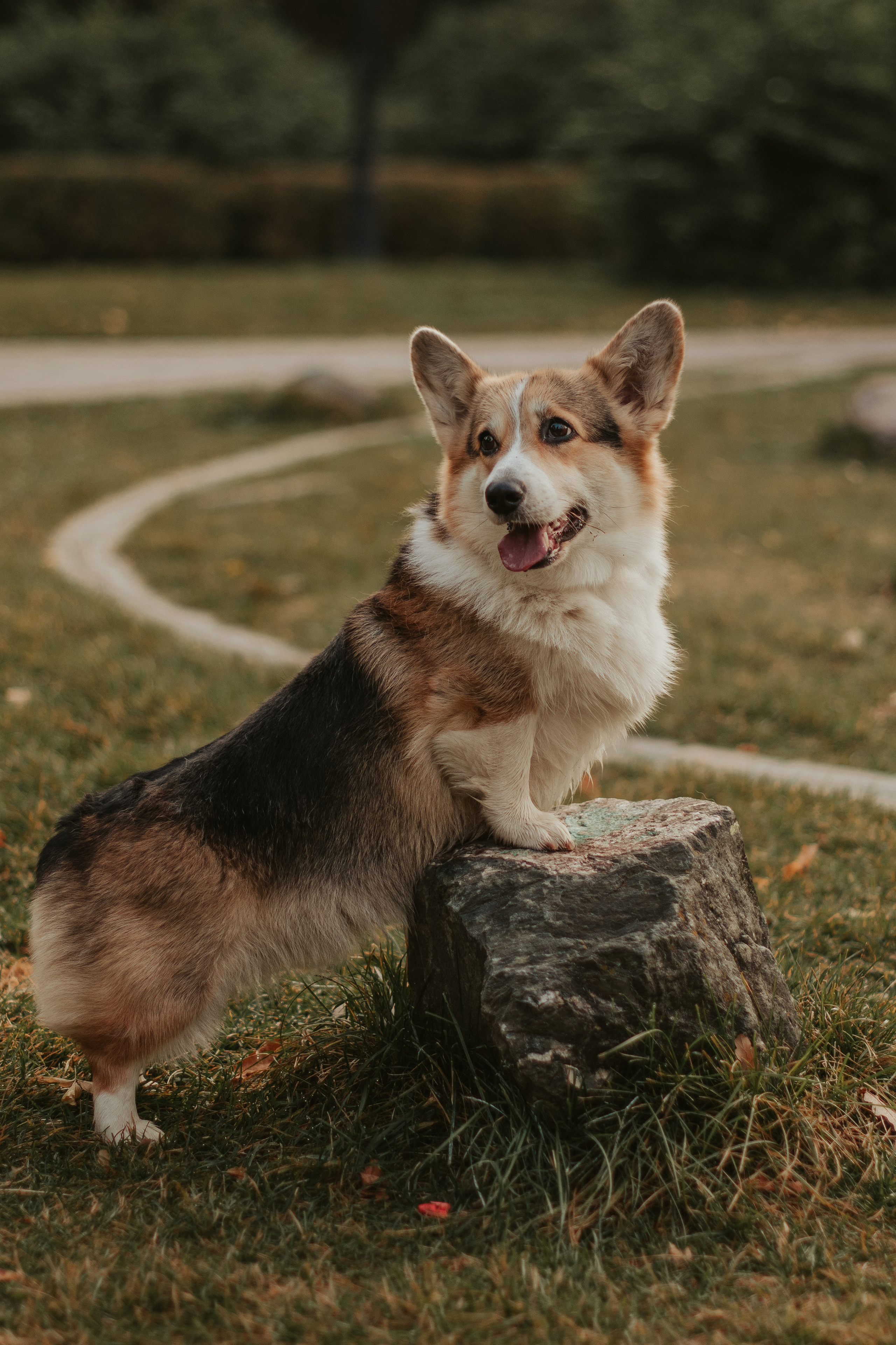 Аня и Булочка, Сокольники. Свадебный фотограф в Москве Анна Полушина