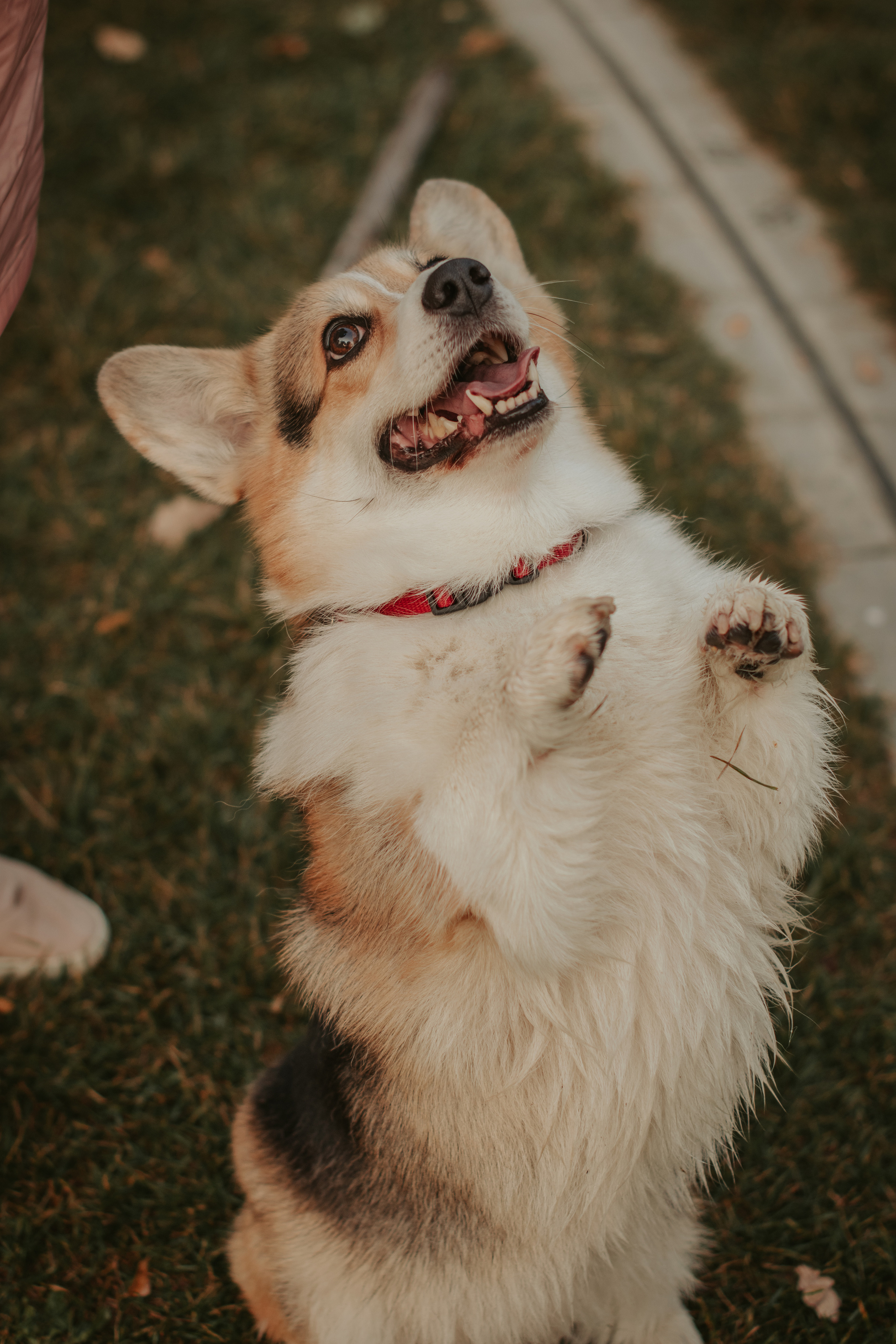 Аня и Булочка, Сокольники. Свадебный фотограф в Москве Анна Полушина