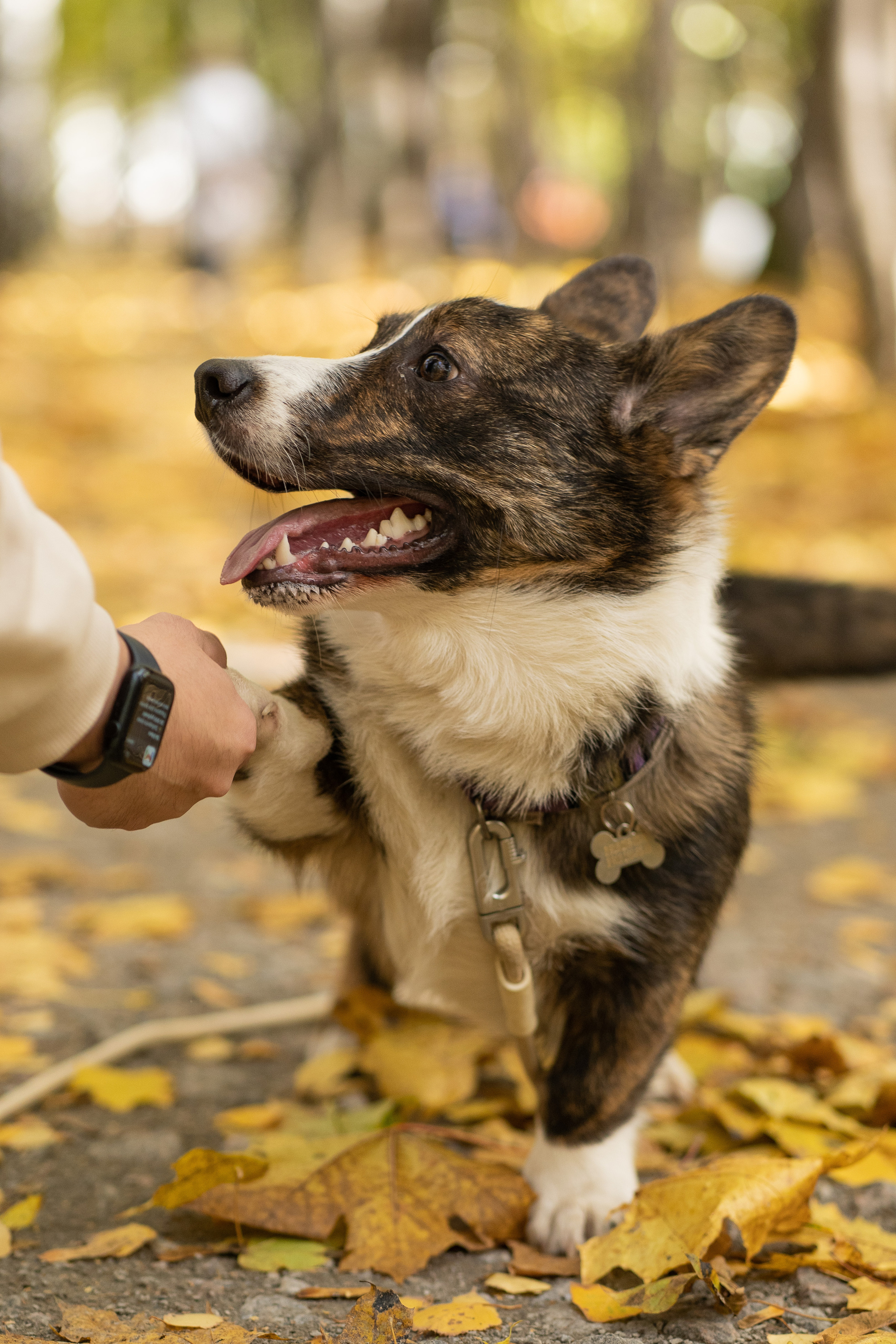 Боря, Даша и Маффин. Свадебный фотограф в Москве Анна Полушина