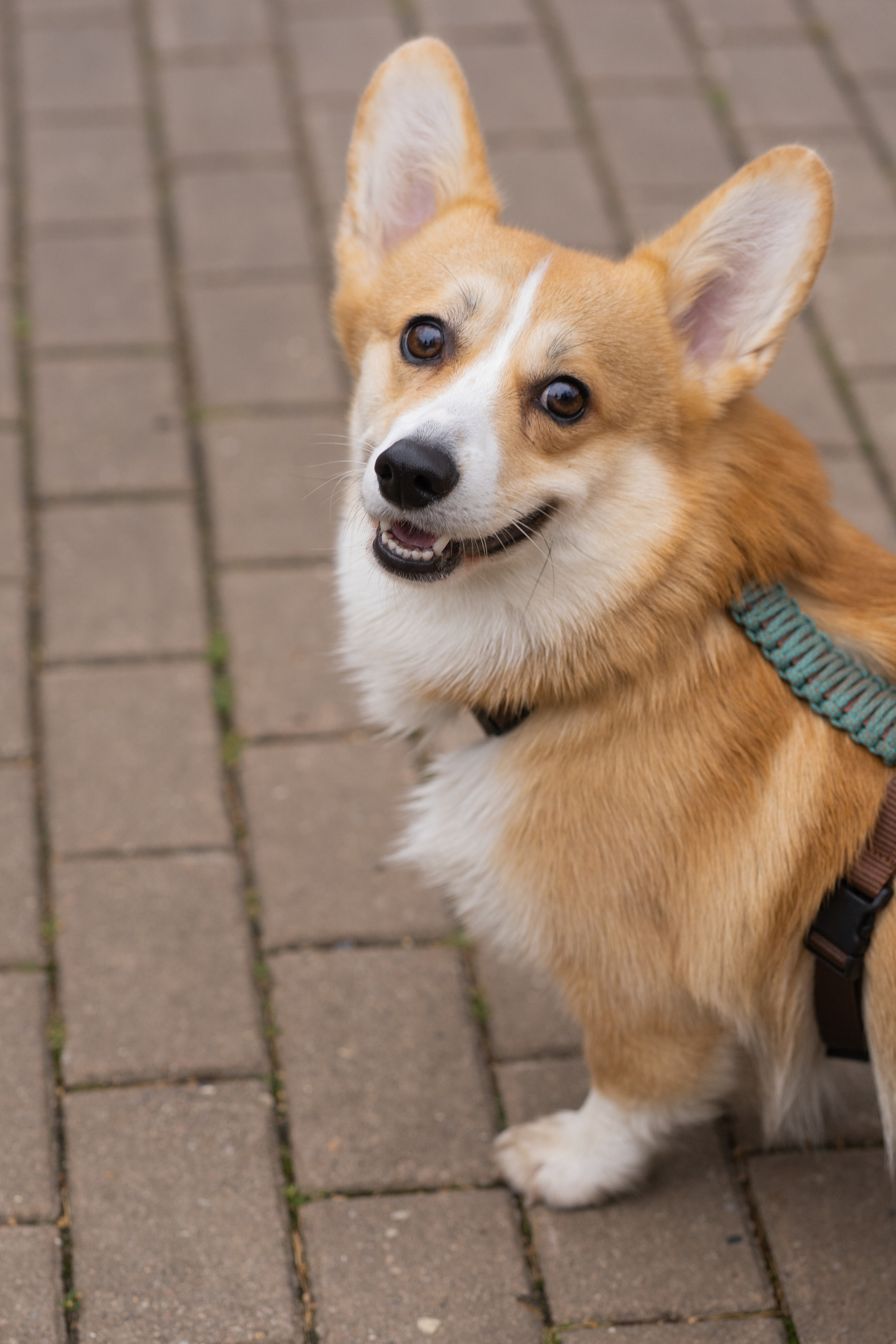 Ульяна, Рома, корги Эйс. Свадебный фотограф в Москве Анна Полушина