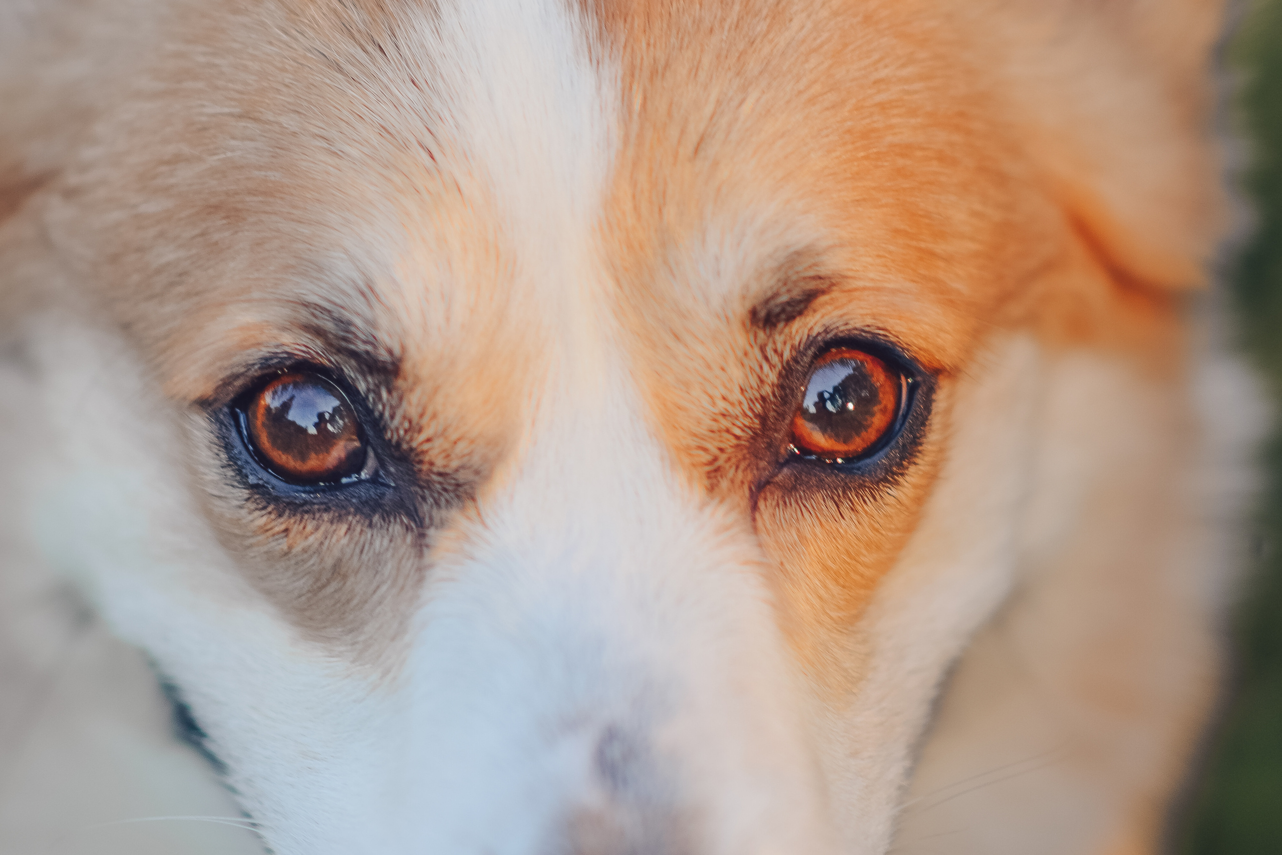 Алина и Ройс, парк на Яузе. Свадебный фотограф в Москве Анна Полушина
