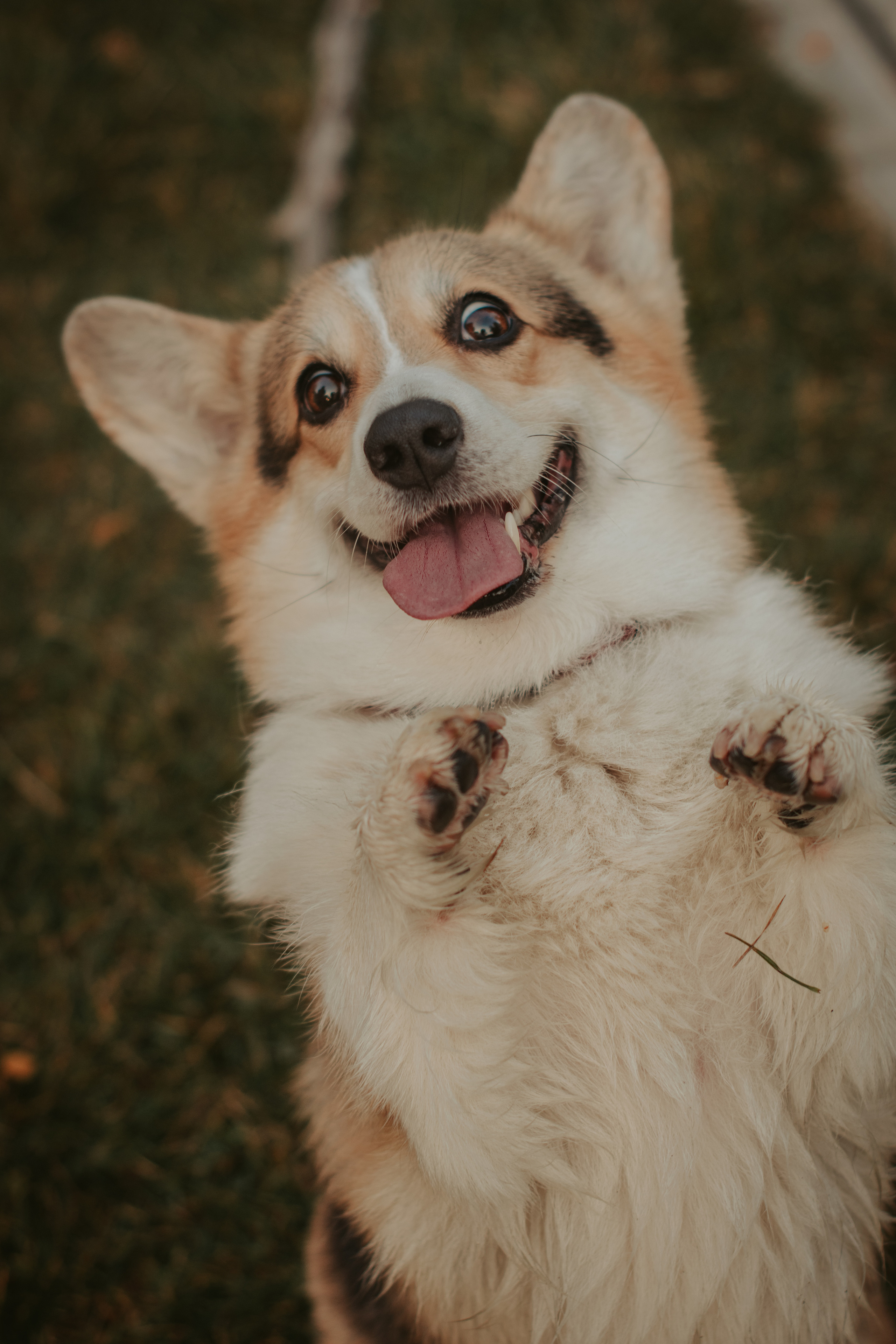 Аня и Булочка, Сокольники. Свадебный фотограф в Москве Анна Полушина