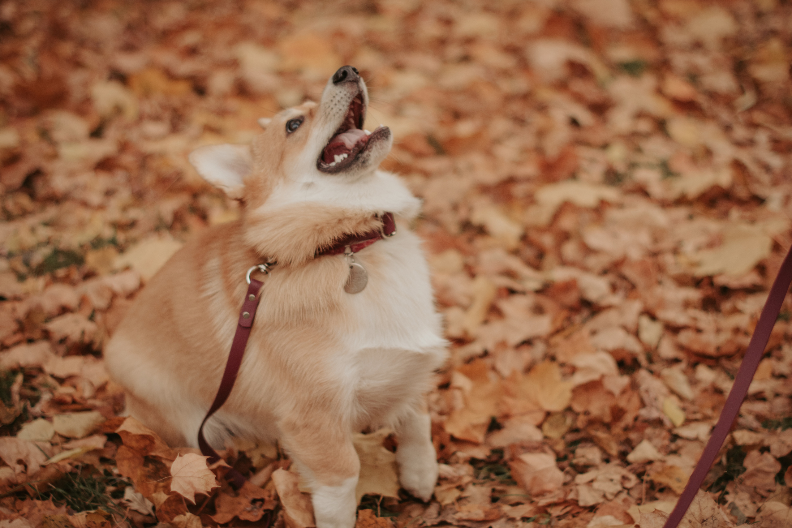 Марина и Мася, Новодевичий сквер. Свадебный фотограф в Москве Анна Полушина