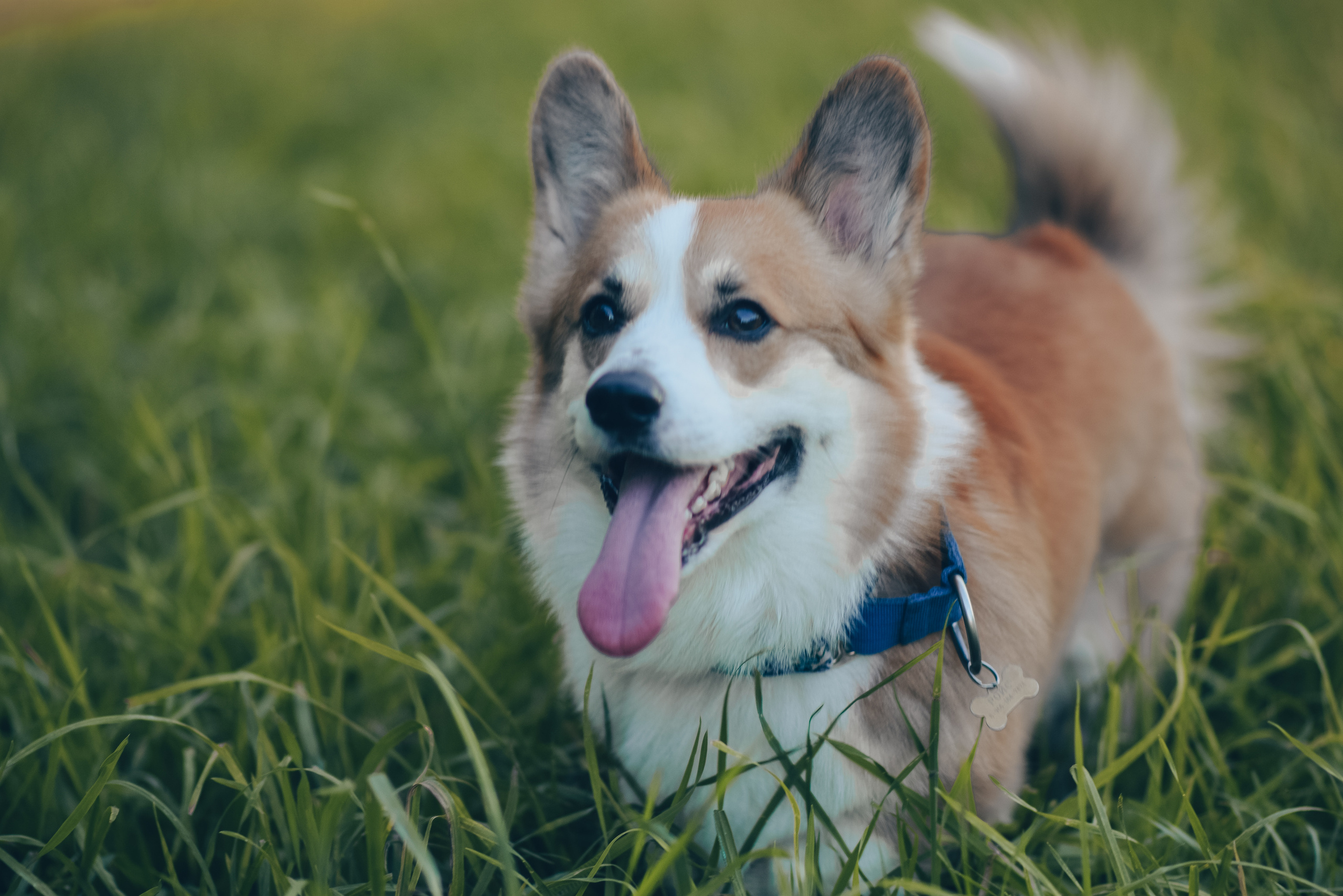 Алина и Ройс, парк на Яузе. Свадебный фотограф в Москве Анна Полушина