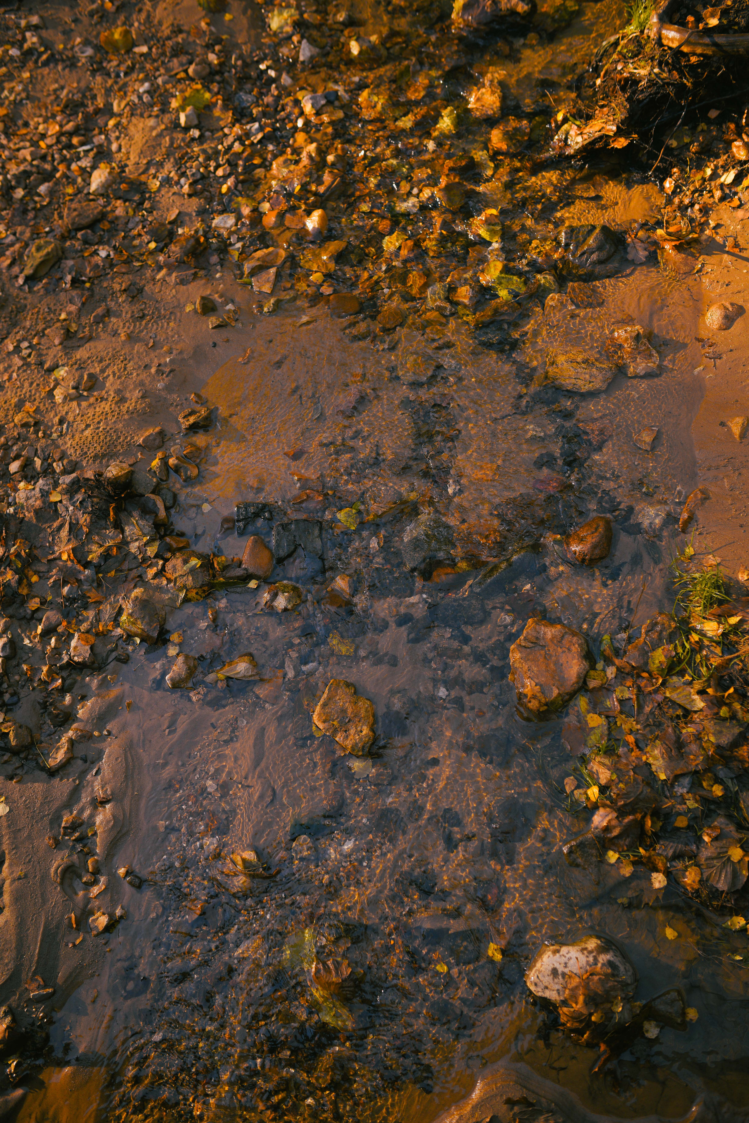 Фотосессия с питомцем в Москве. Свадебный фотограф в Москве Анна Полушина