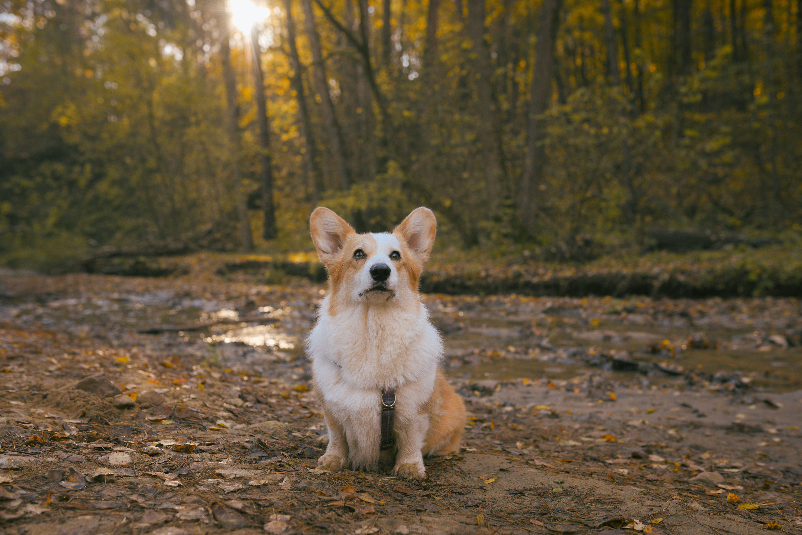 Фотосессия с питомцем в Москве. Свадебный фотограф в Москве Анна Полушина