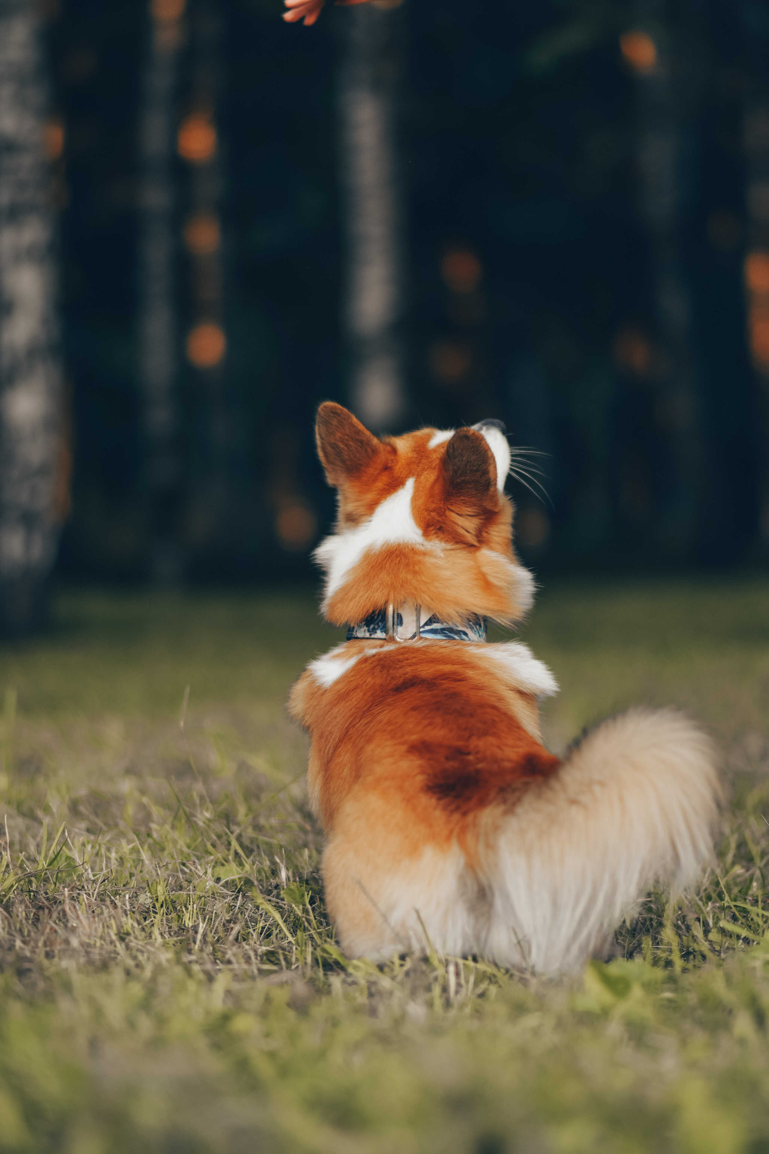 Алина и Ройс, парк на Яузе. Свадебный фотограф в Москве Анна Полушина