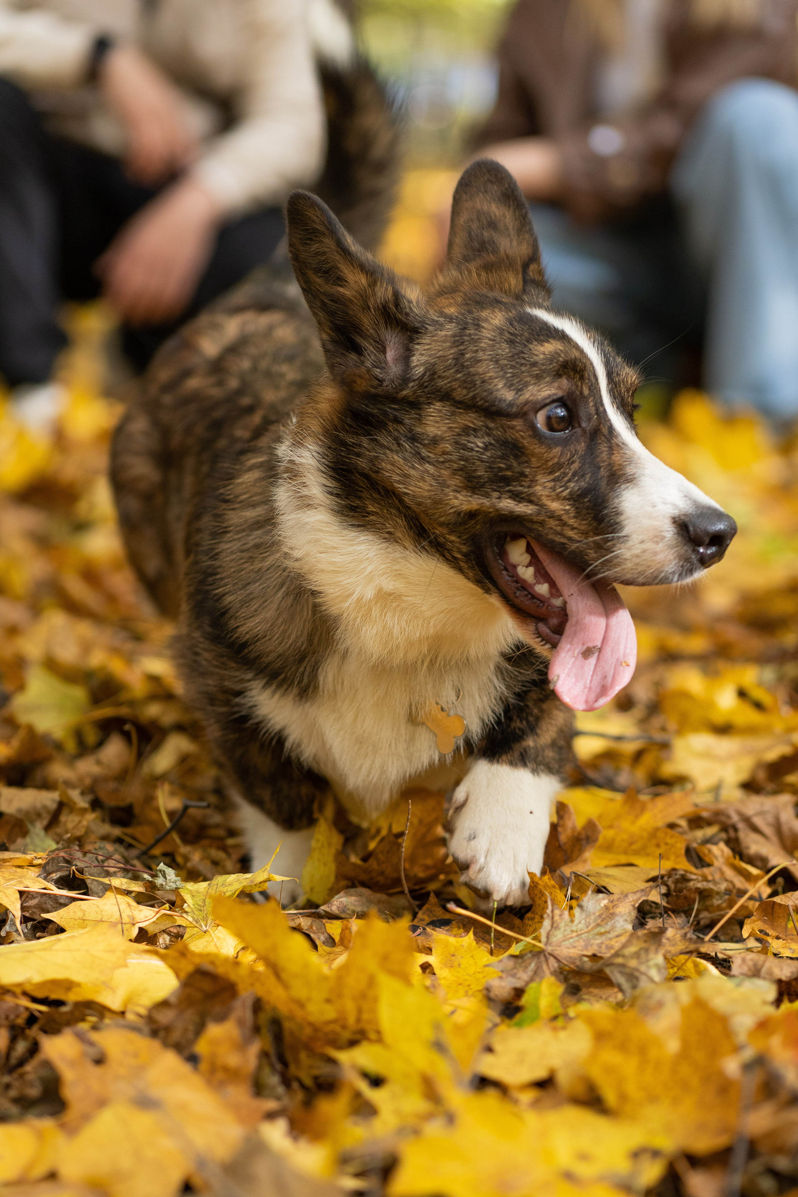 Боря, Даша и Маффин. Свадебный фотограф в Москве Анна Полушина
