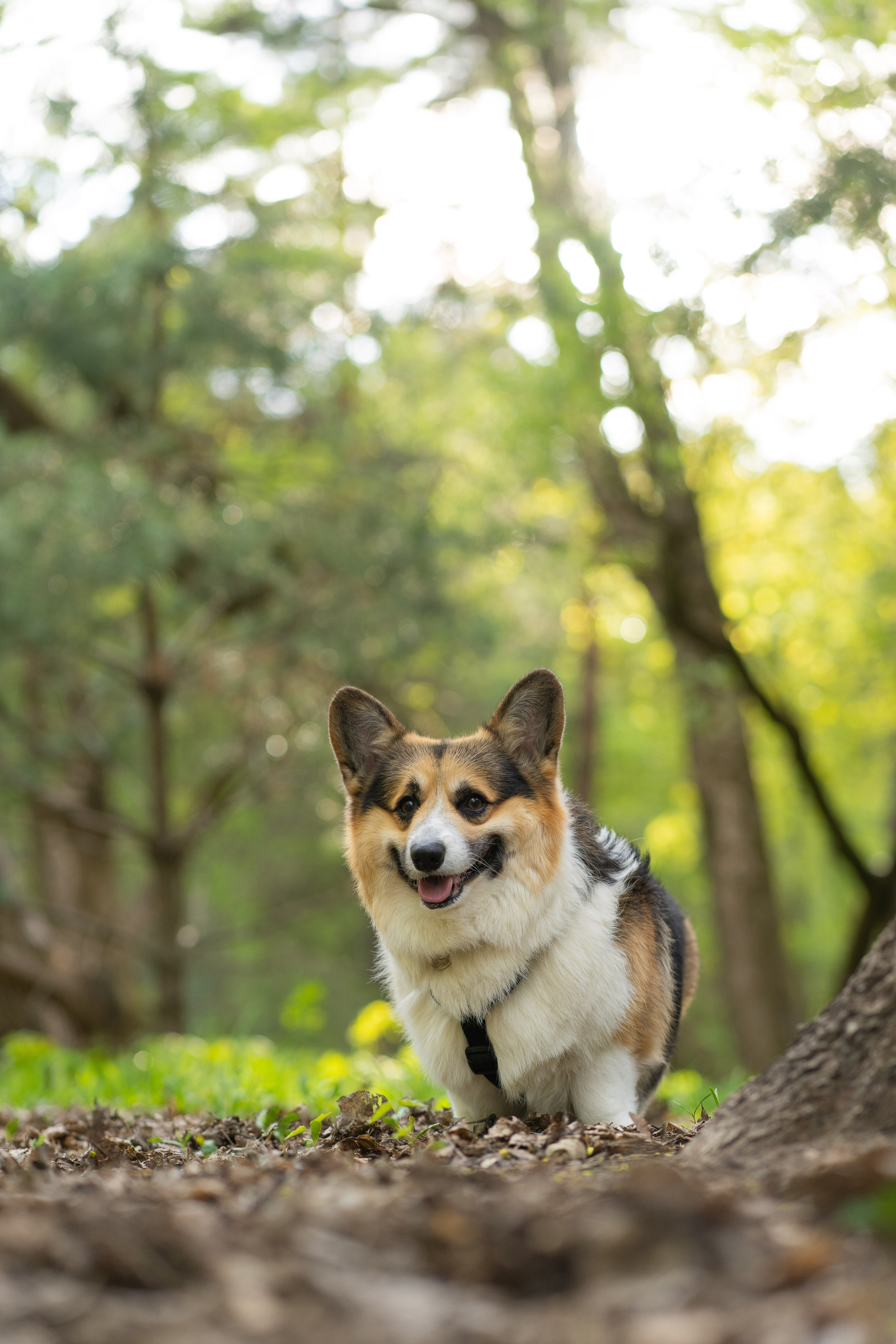 Катя и Честер, Серебряный бор. Свадебный фотограф в Москве Анна Полушина