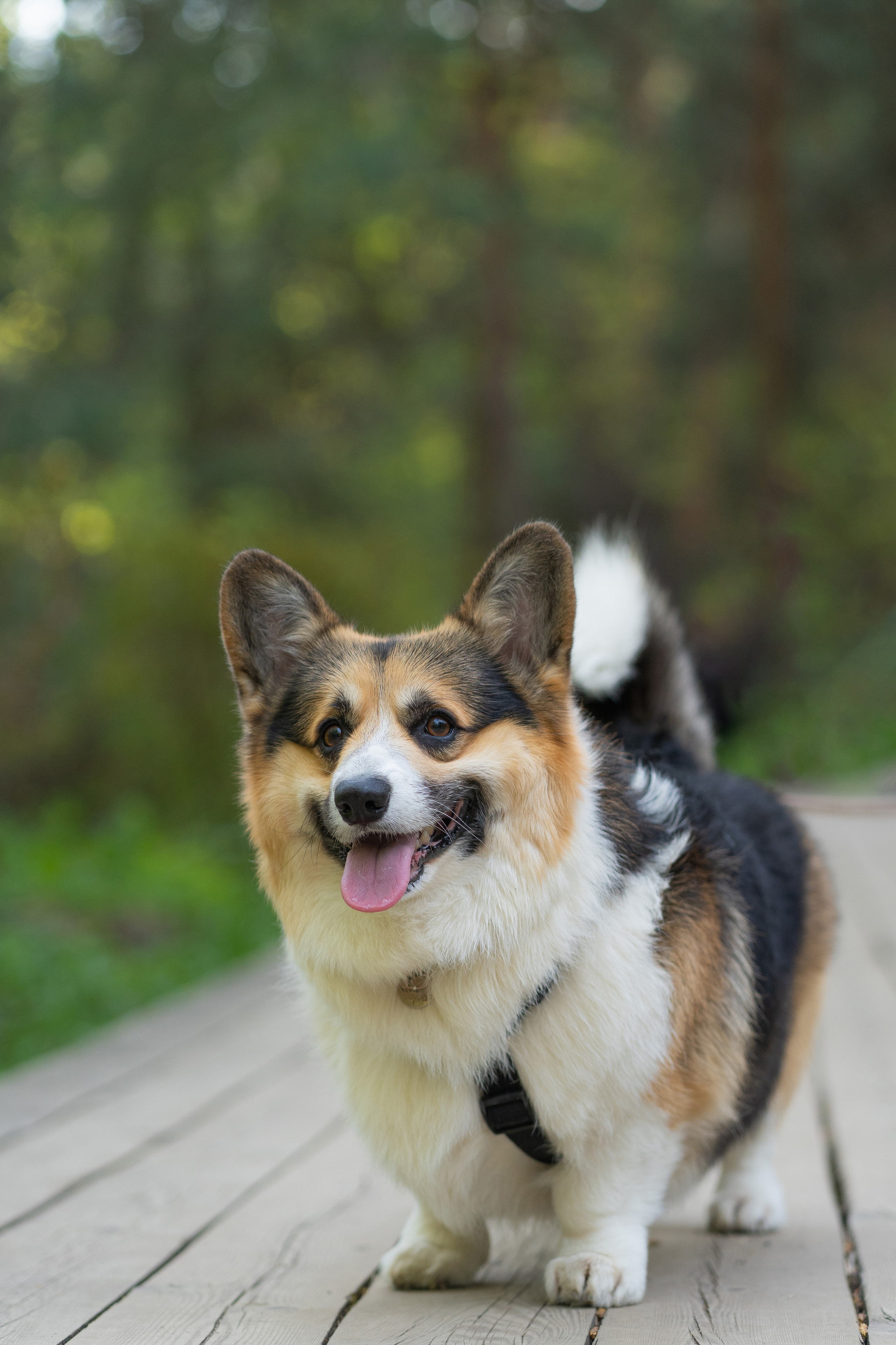 Катя и Честер, Серебряный бор. Свадебный фотограф в Москве Анна Полушина