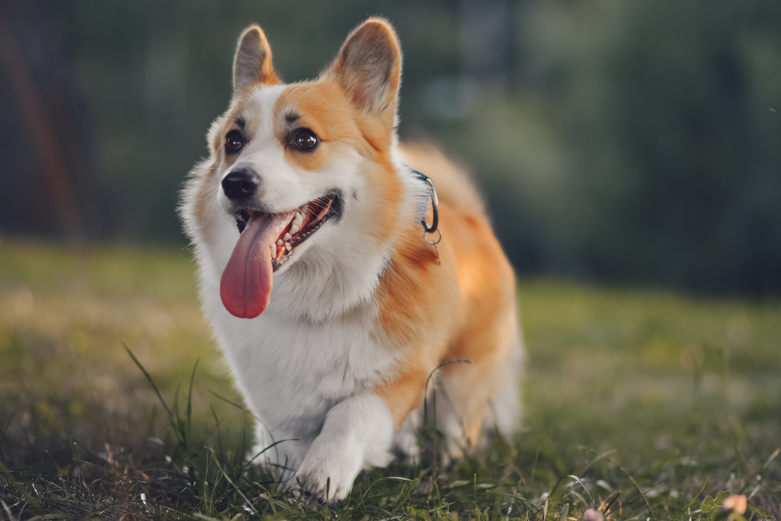 Алина и Ройс, парк на Яузе. Свадебный фотограф в Москве Анна Полушина