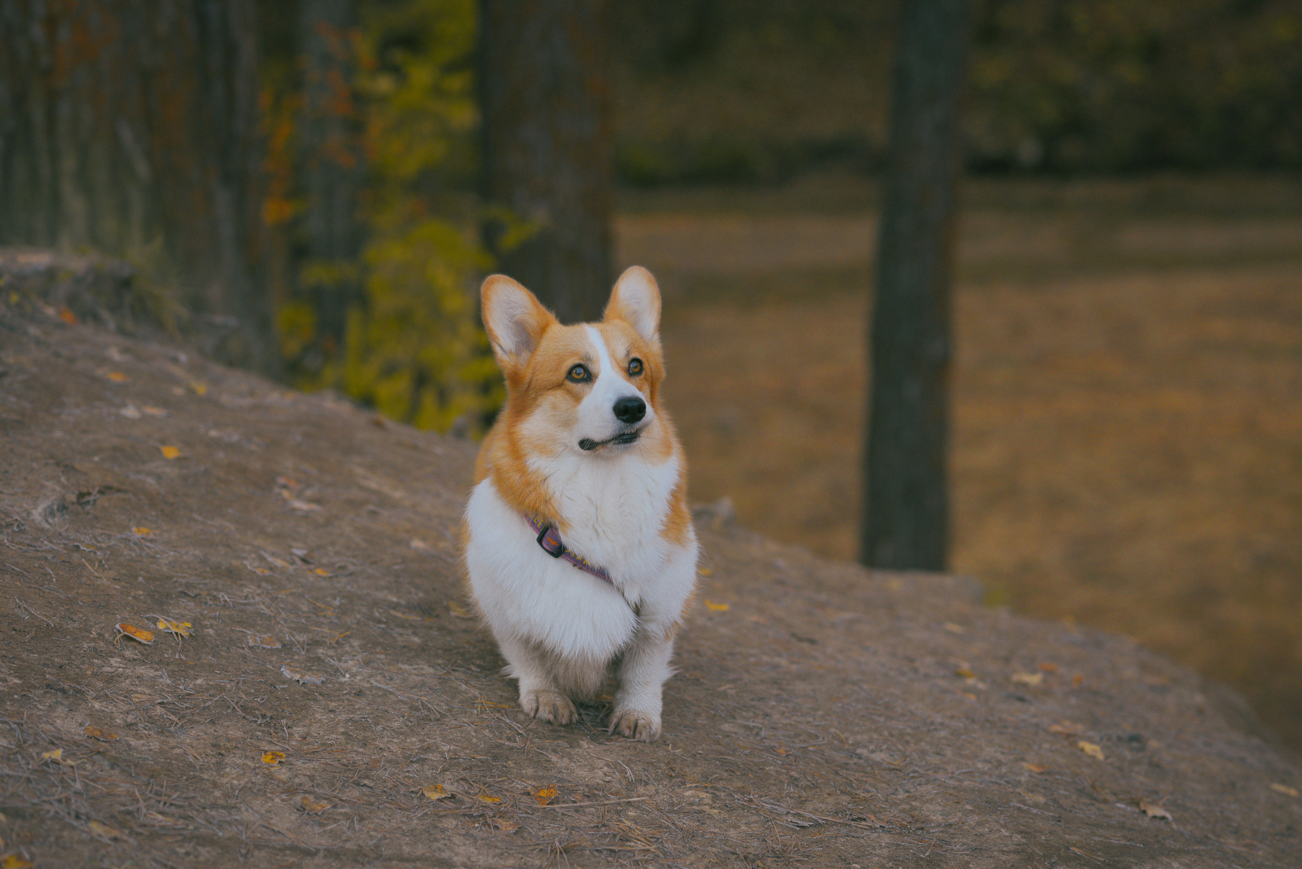 Фотосессия с питомцем в Москве. Свадебный фотограф в Москве Анна Полушина