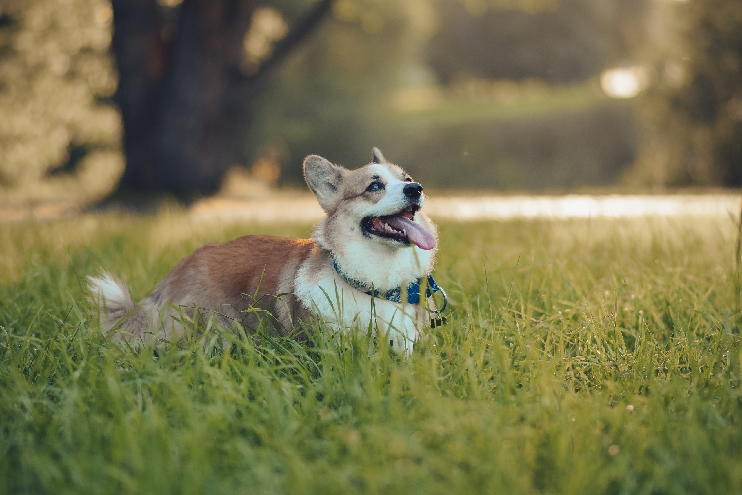 Алина и Ройс, парк на Яузе. Свадебный фотограф в Москве Анна Полушина