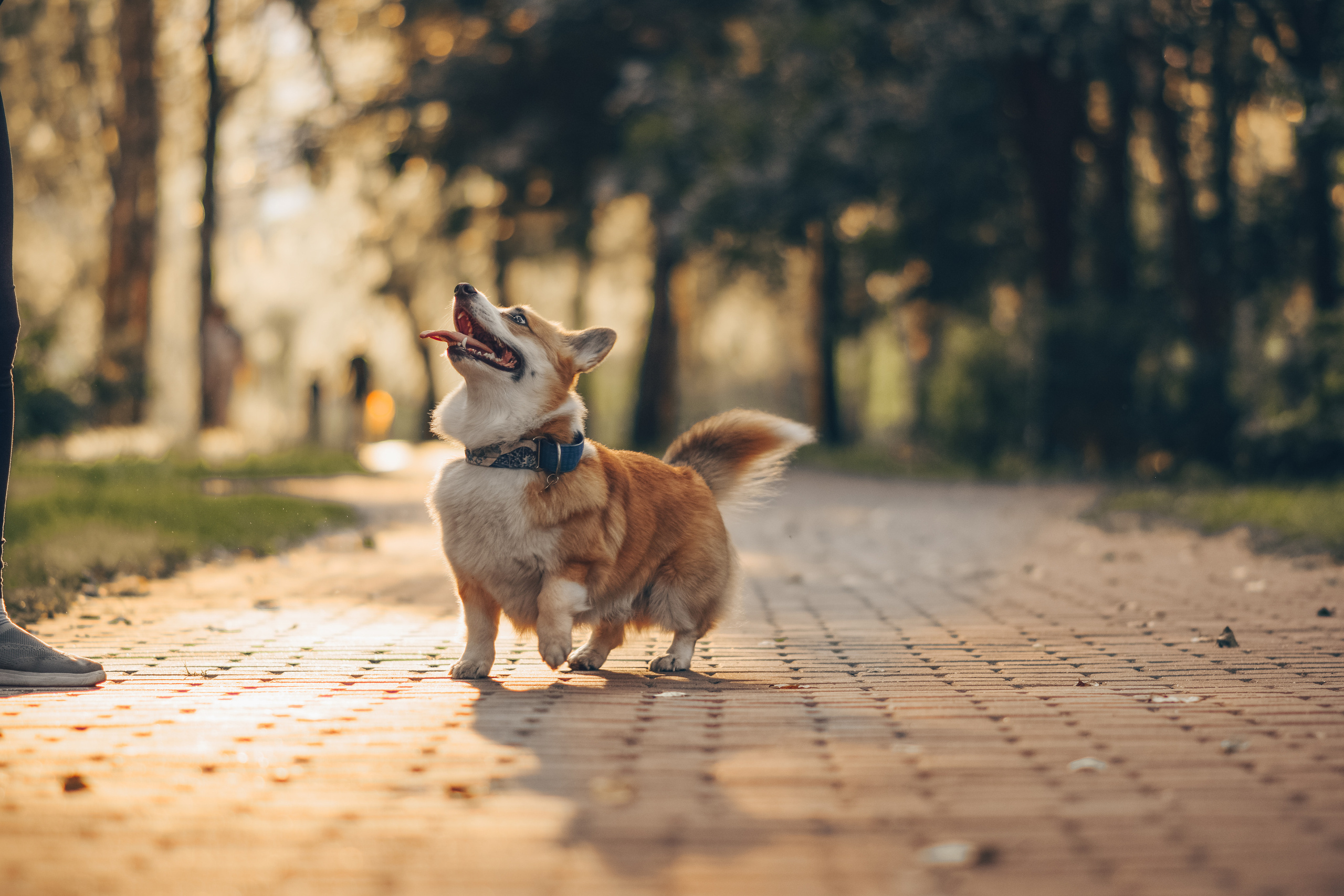 Алина и Ройс, парк на Яузе. Свадебный фотограф в Москве Анна Полушина