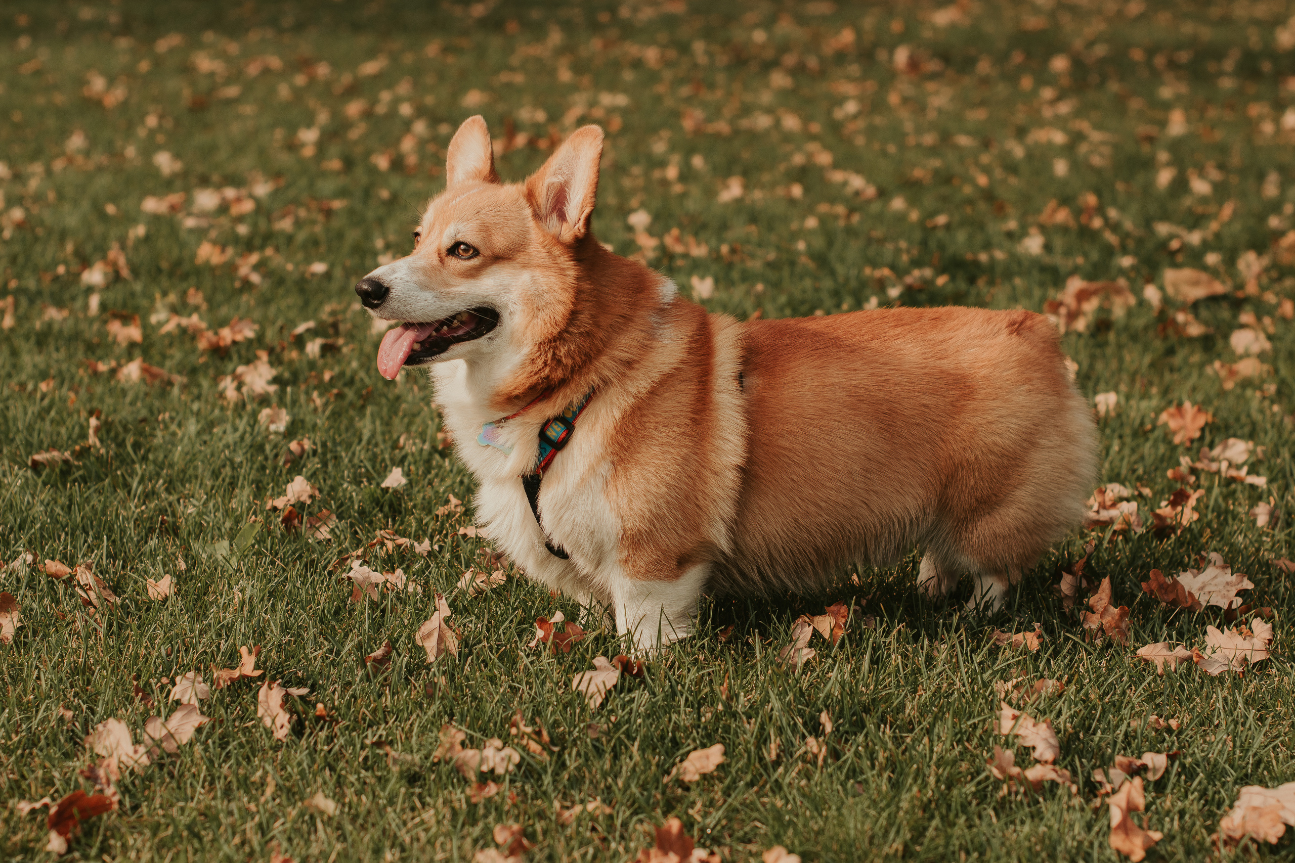 Наташа, Даша и Кевин. Свадебный фотограф в Москве Анна Полушина