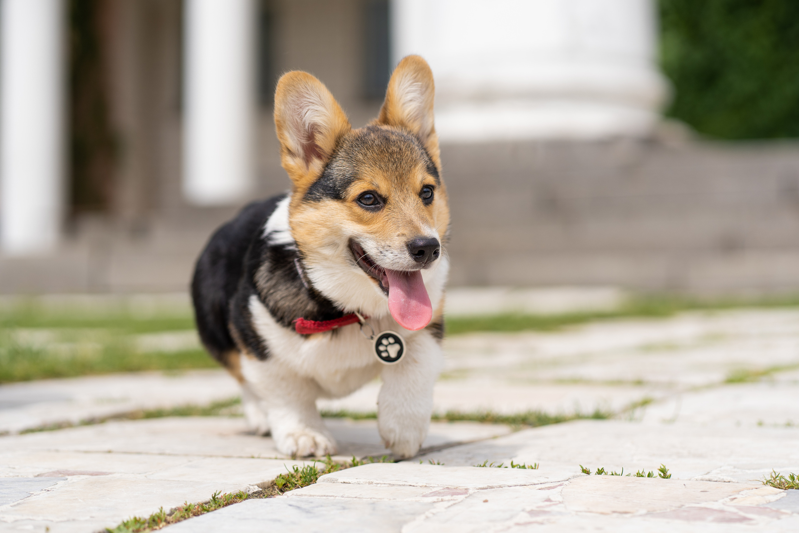 Каспер и Полина, Ботанический сад. Свадебный фотограф в Москве Анна Полушина