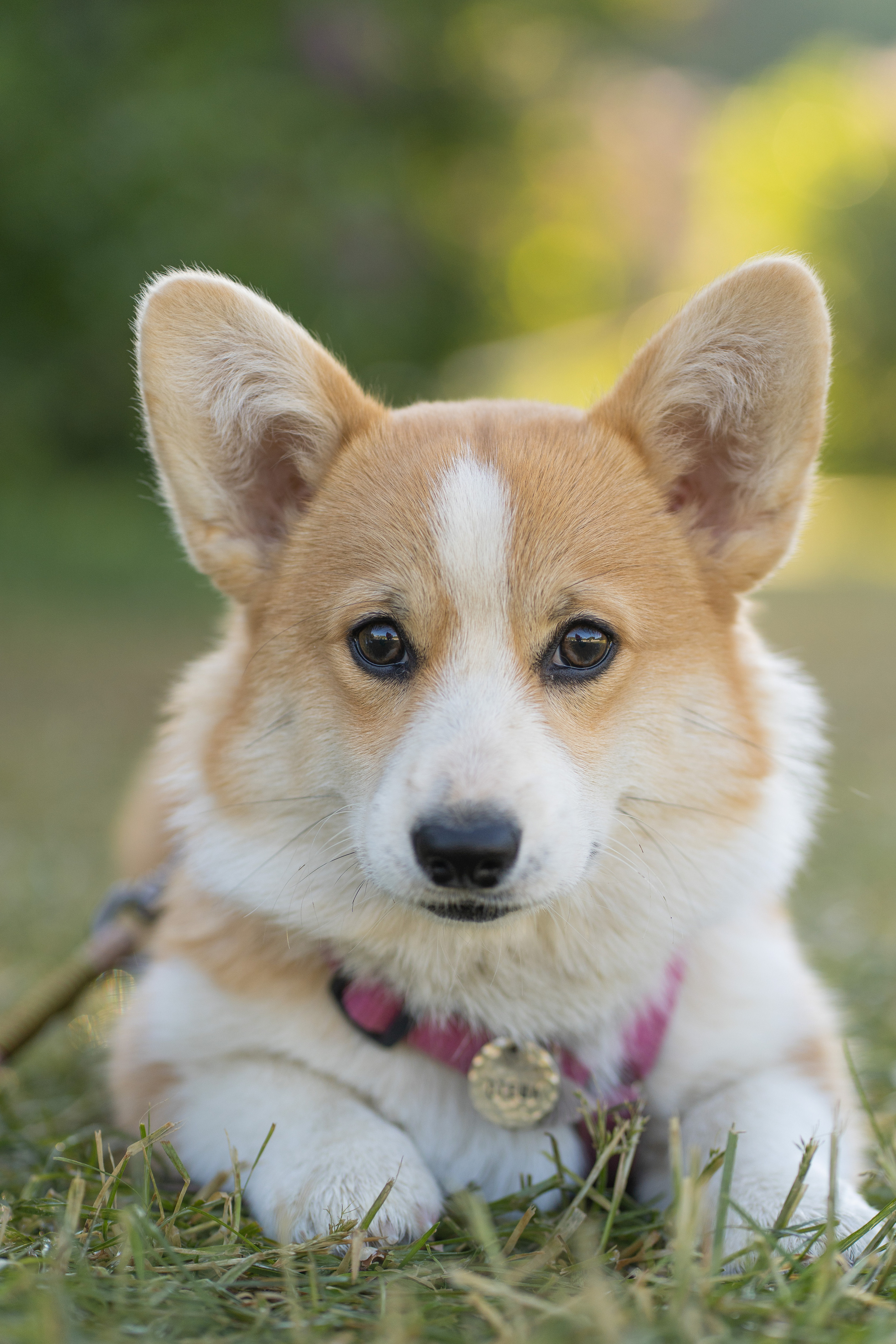 Полина и Стеша, Сиреневый сад. Свадебный фотограф в Москве Анна Полушина