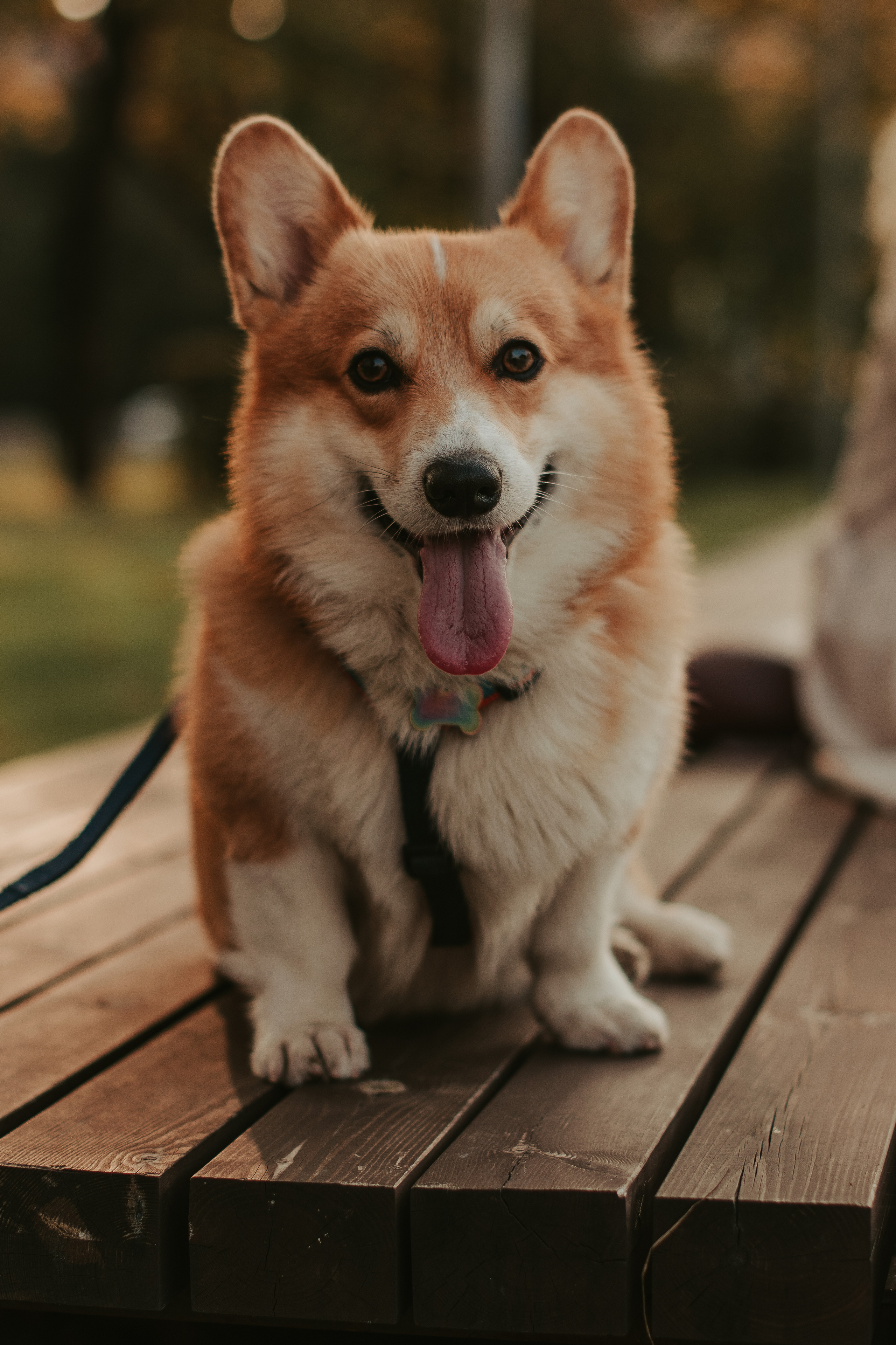 Наташа, Даша и Кевин. Свадебный фотограф в Москве Анна Полушина