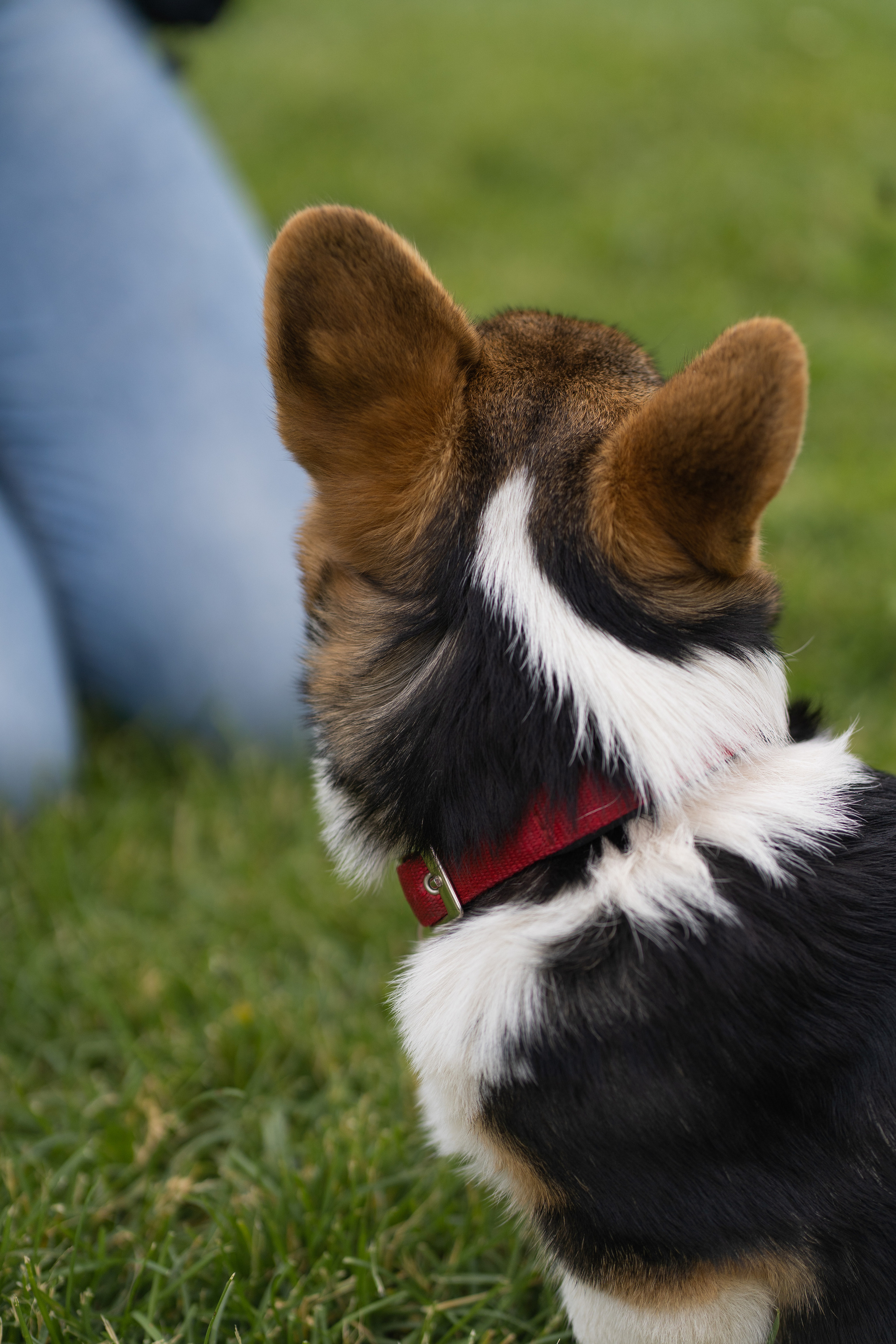 Каспер и Полина, Ботанический сад. Свадебный фотограф в Москве Анна Полушина