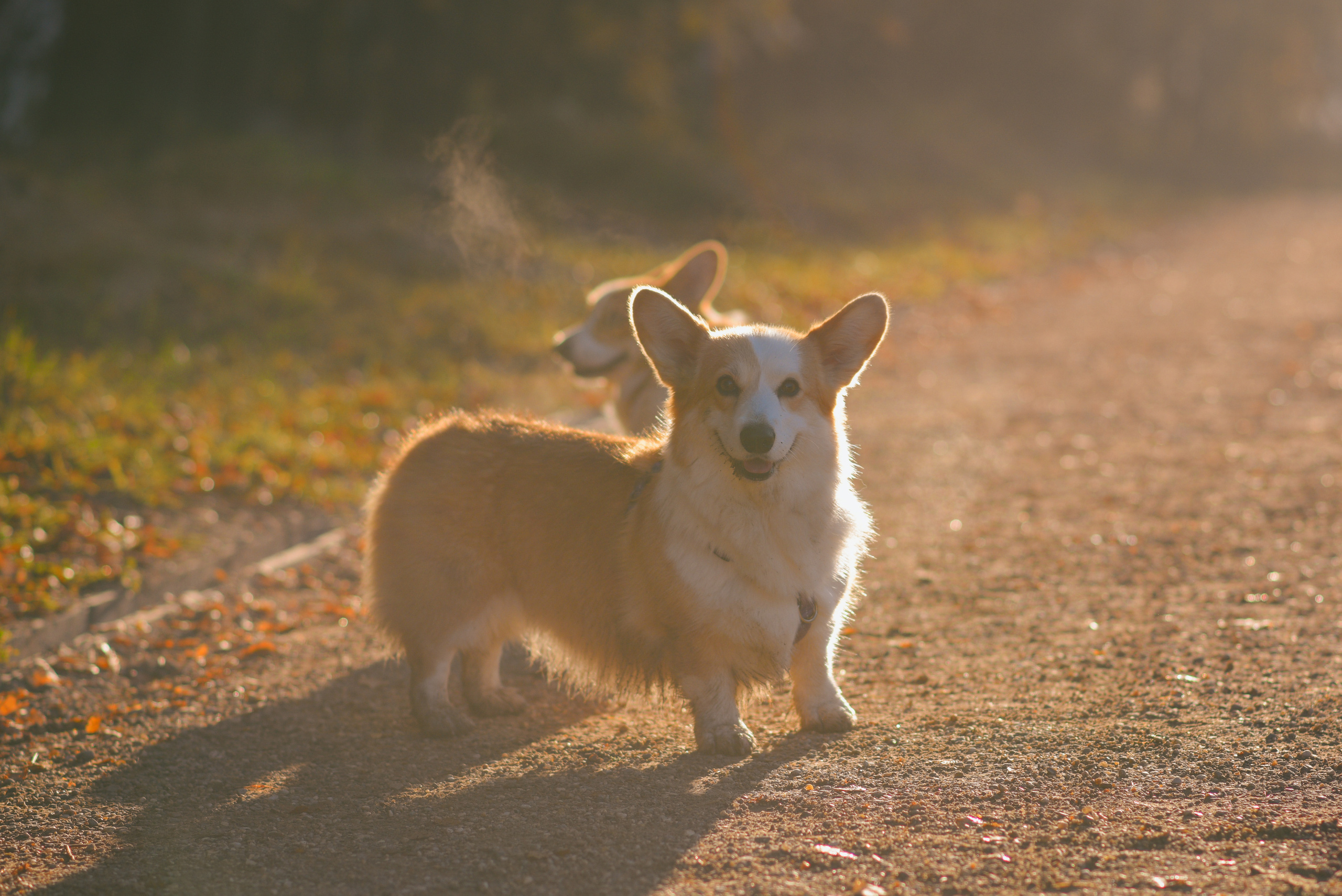 Фотосессия с питомцем в Москве. Свадебный фотограф в Москве Анна Полушина
