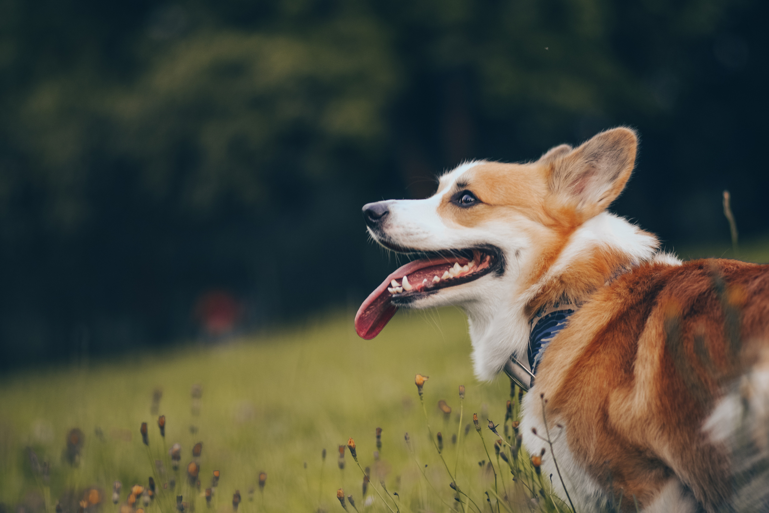 Алина и Ройс, парк на Яузе. Свадебный фотограф в Москве Анна Полушина
