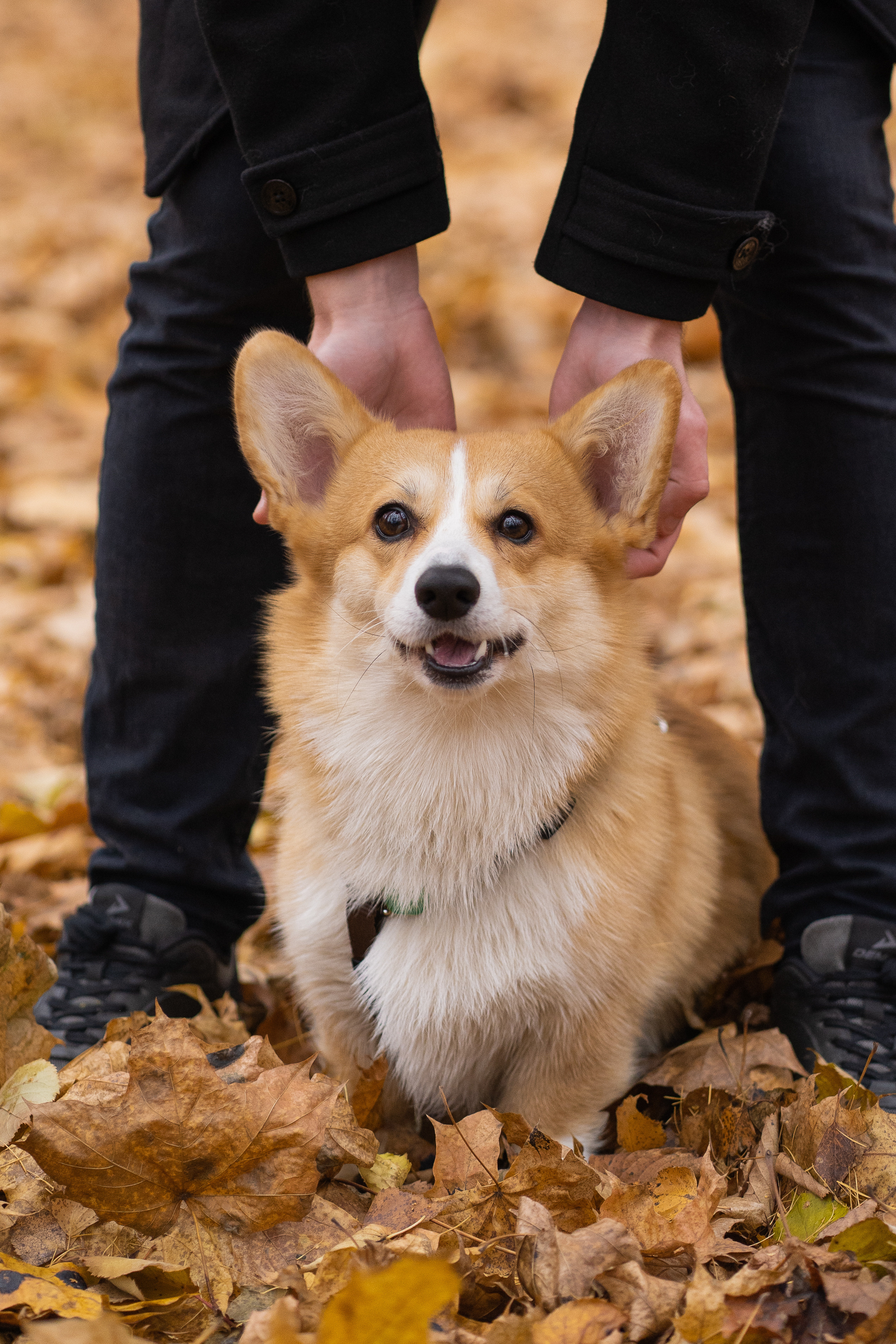 Ульяна, Рома, корги Эйс. Свадебный фотограф в Москве Анна Полушина