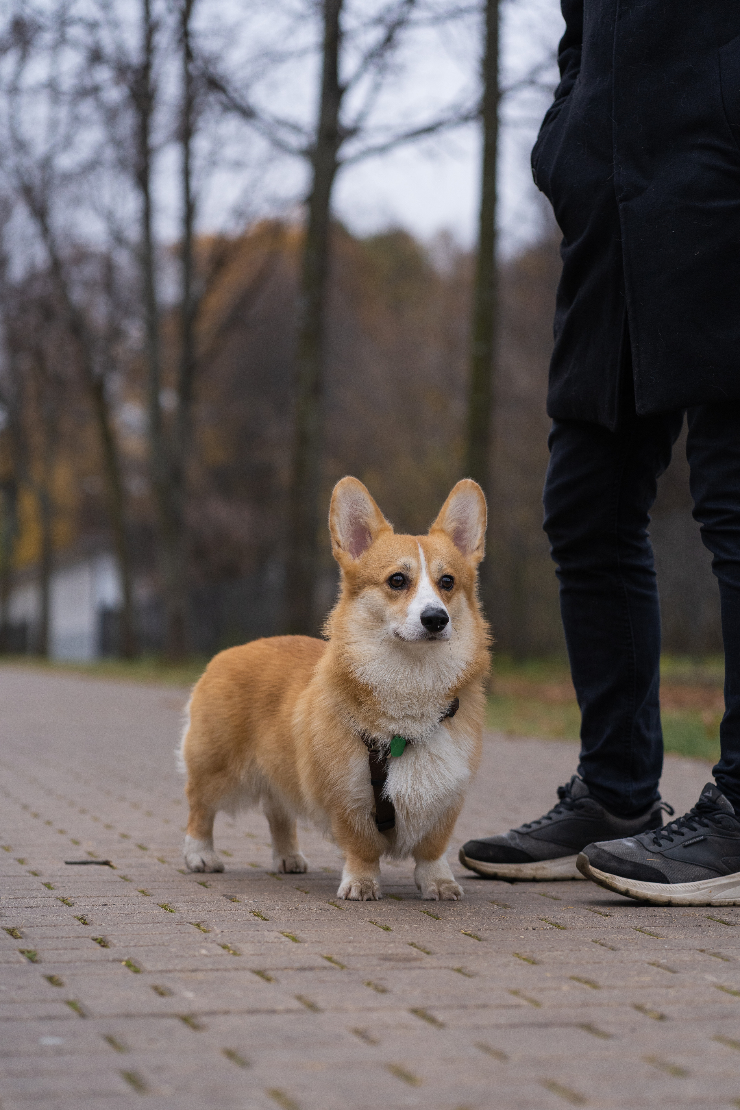 Ульяна, Рома, корги Эйс. Свадебный фотограф в Москве Анна Полушина