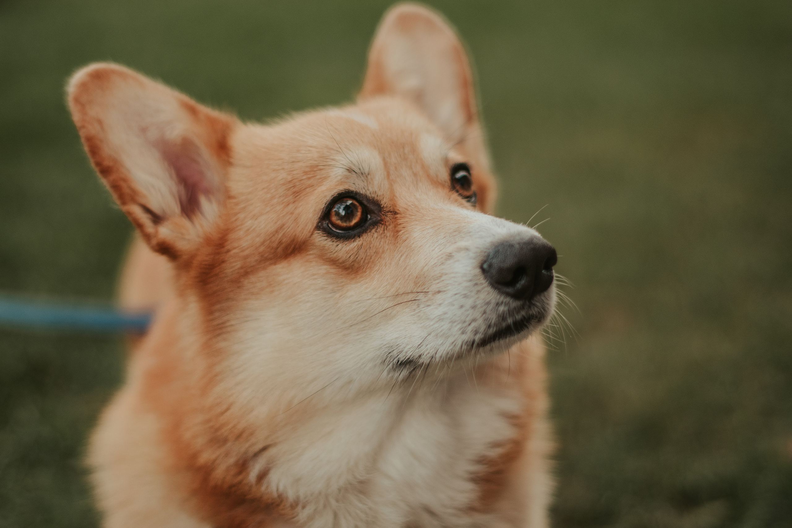 Наташа, Даша и Кевин. Свадебный фотограф в Москве Анна Полушина