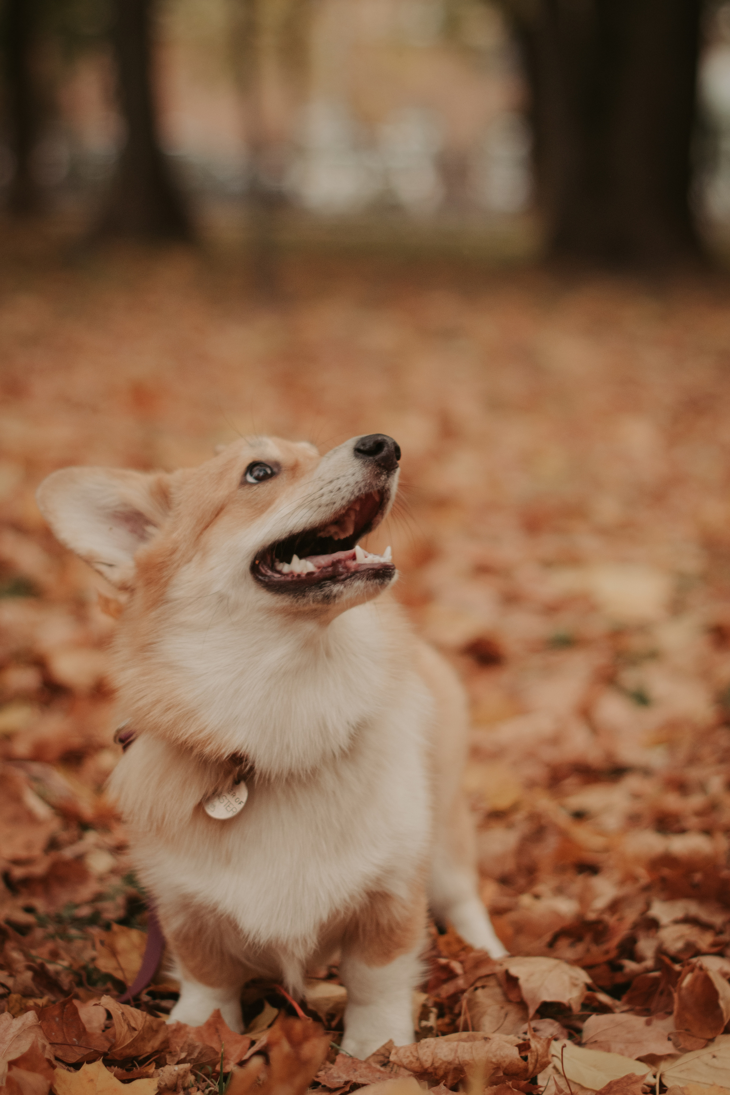 Марина и Мася, Новодевичий сквер. Свадебный фотограф в Москве Анна Полушина