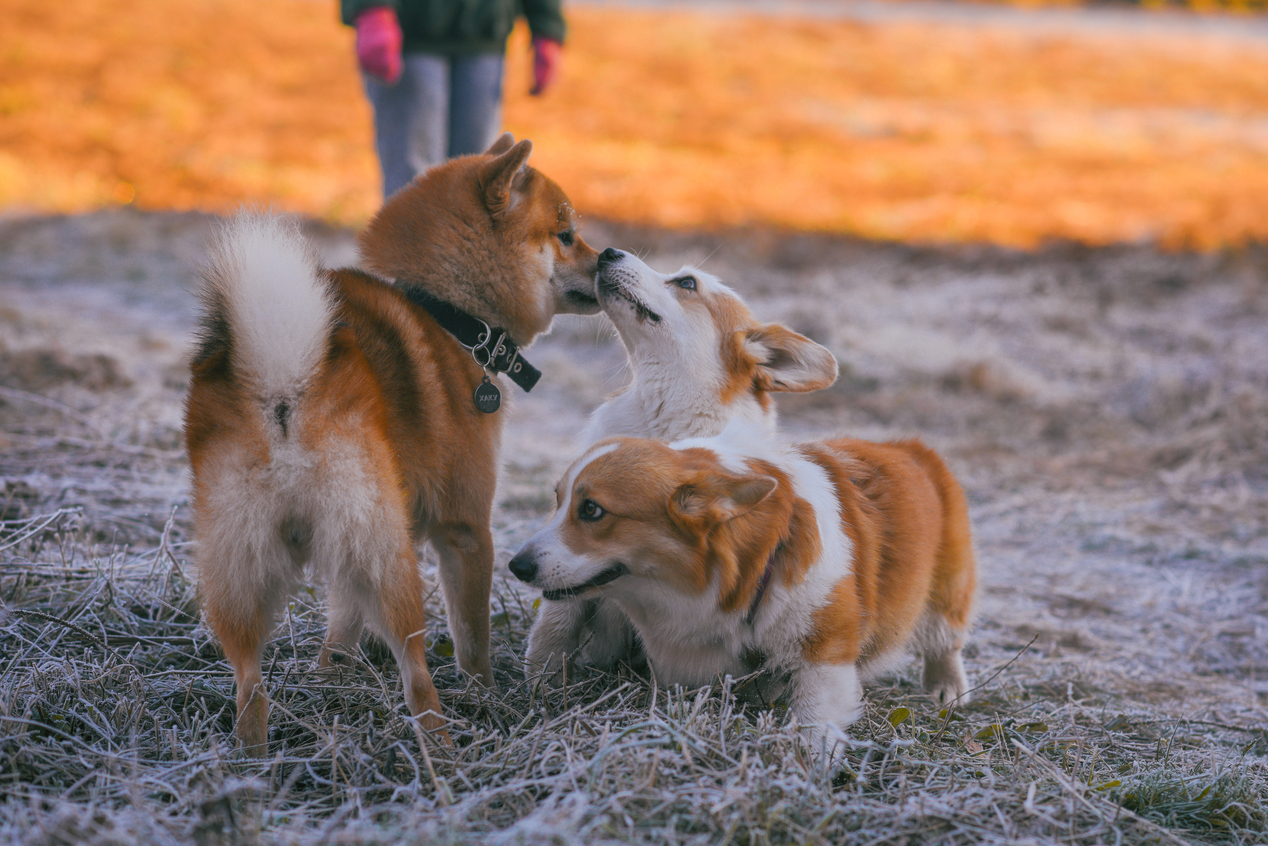 Фотосессия с питомцем в Москве. Свадебный фотограф в Москве Анна Полушина