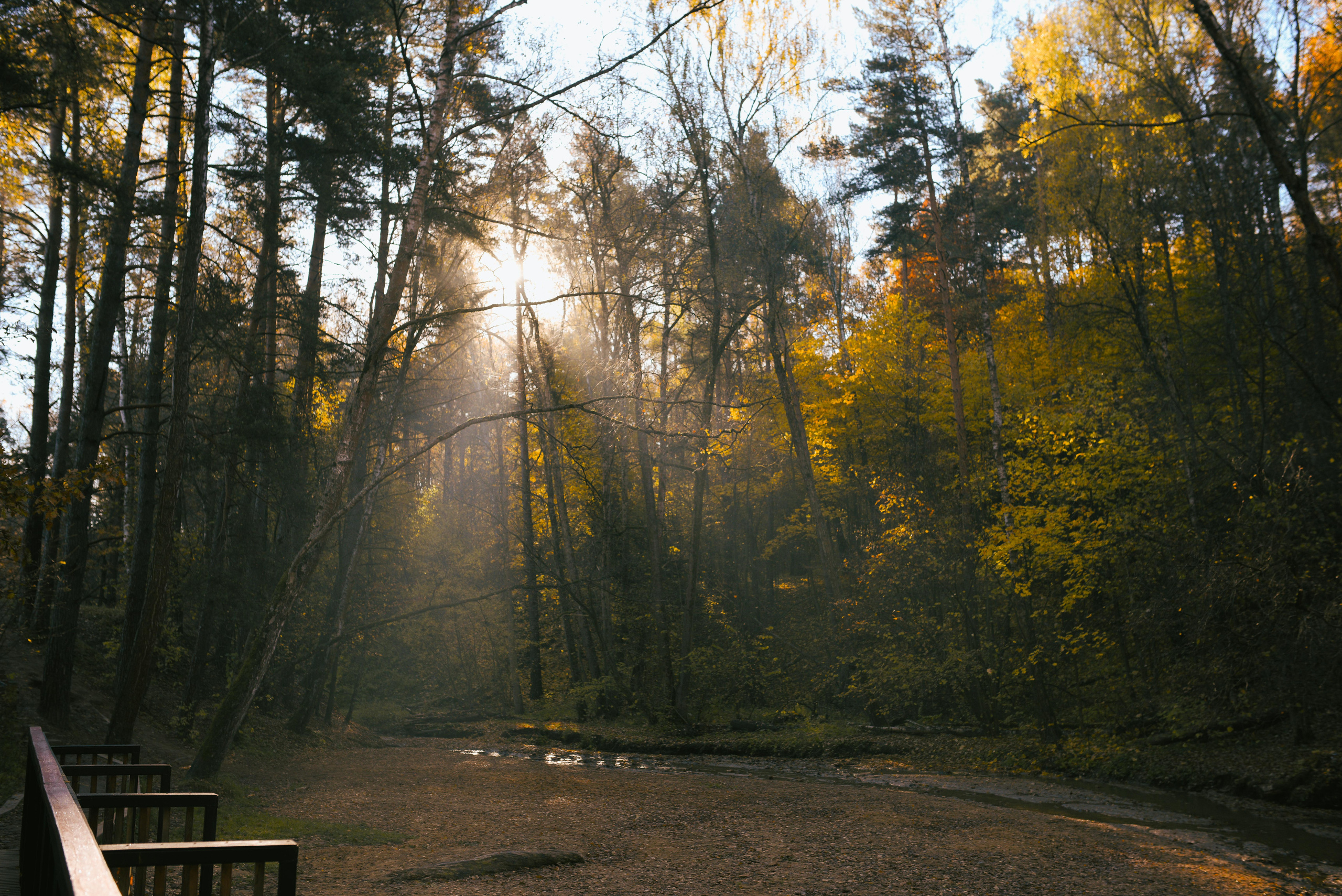 Фотосессия с питомцем в Москве. Свадебный фотограф в Москве Анна Полушина