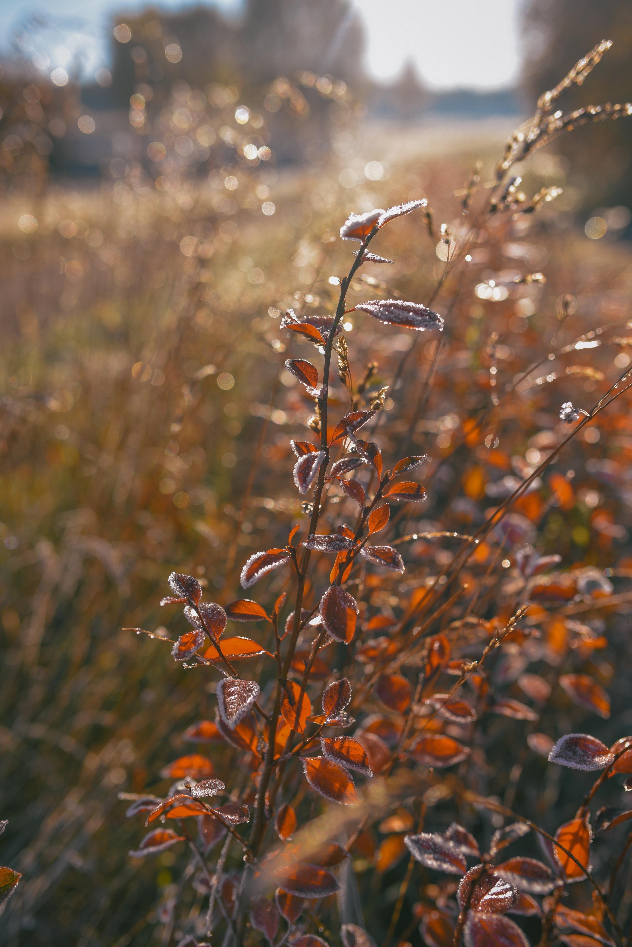 Фотосессия с питомцем в Москве. Свадебный фотограф в Москве Анна Полушина