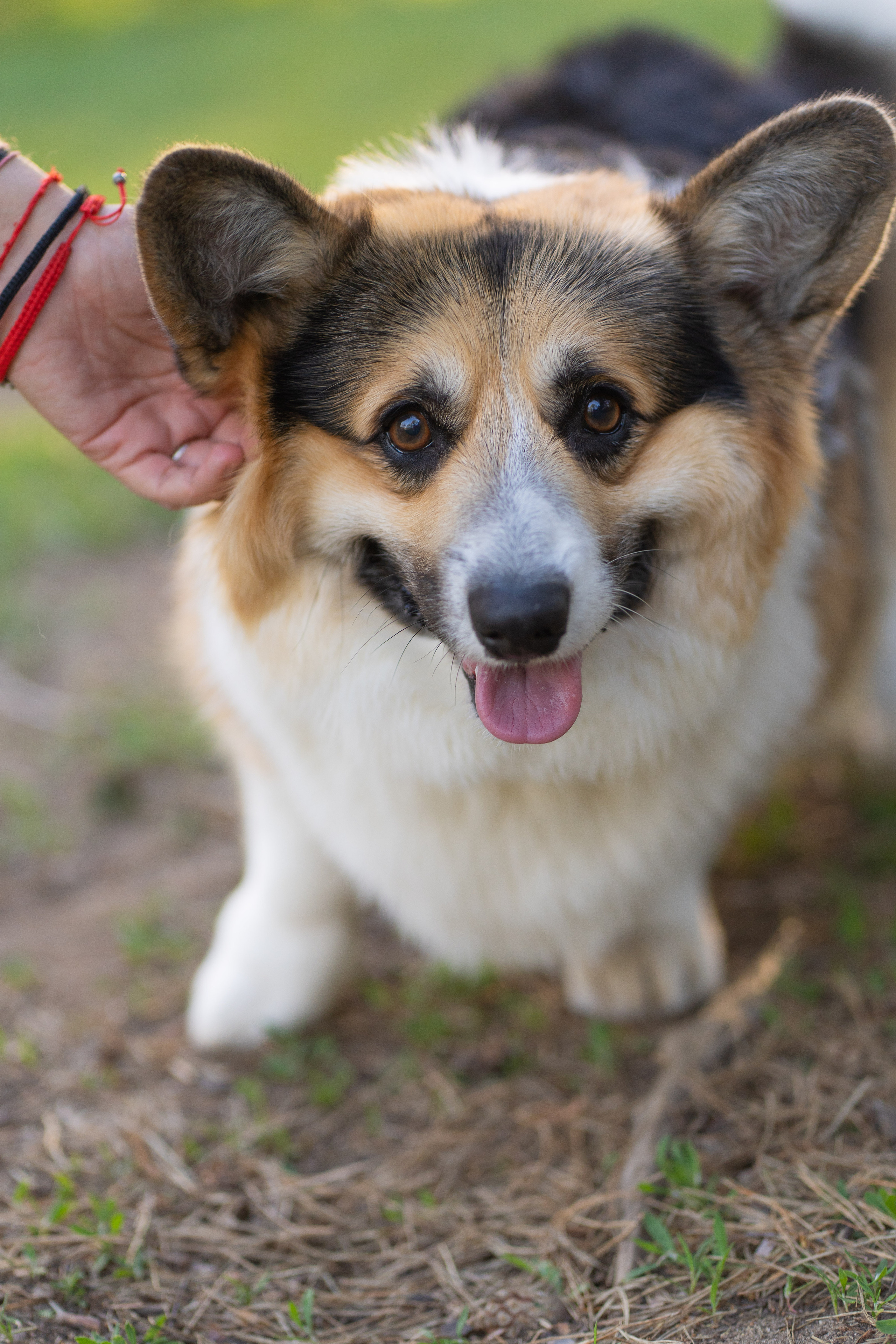 Катя и Честер, Серебряный бор. Свадебный фотограф в Москве Анна Полушина