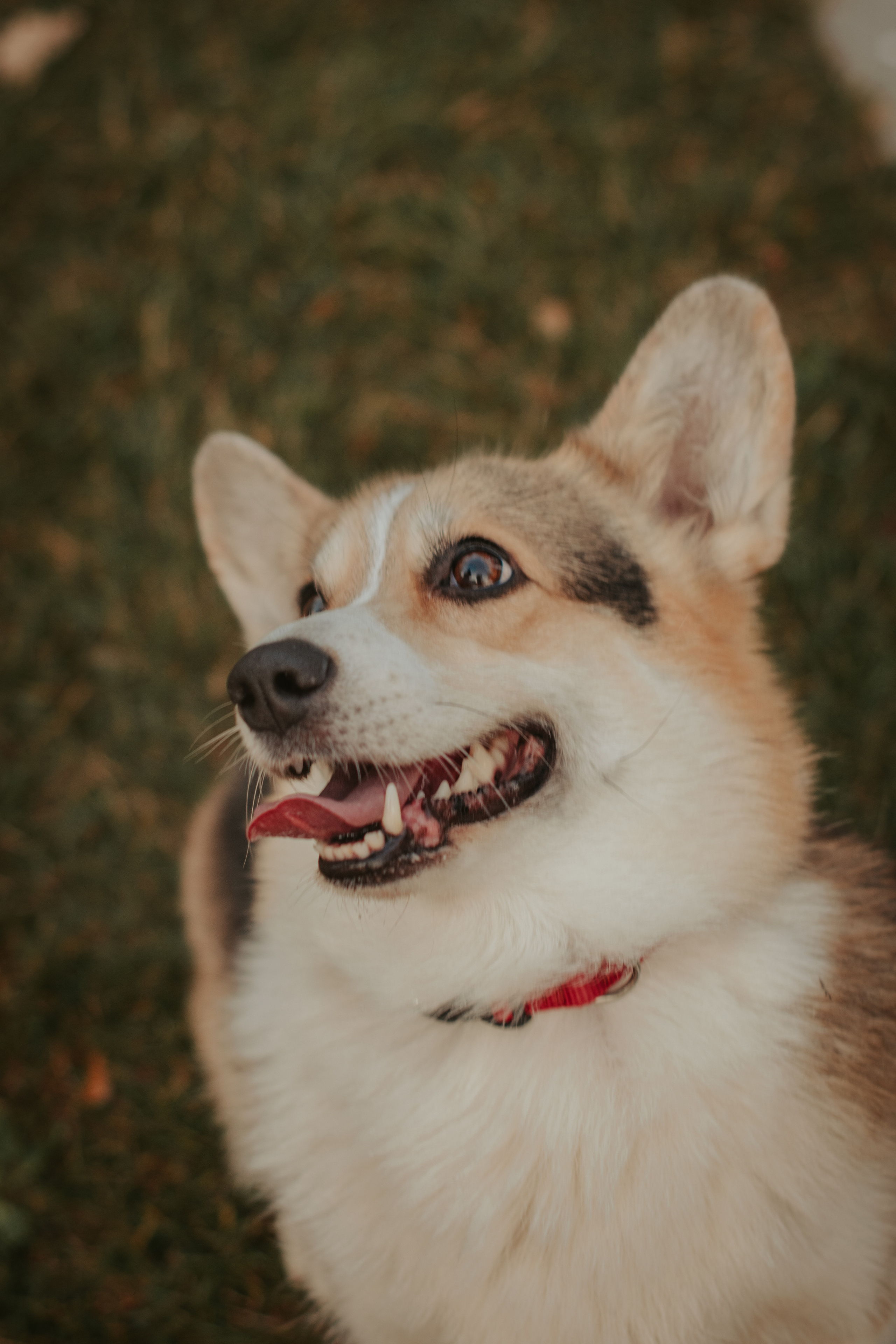 Аня и Булочка, Сокольники. Свадебный фотограф в Москве Анна Полушина