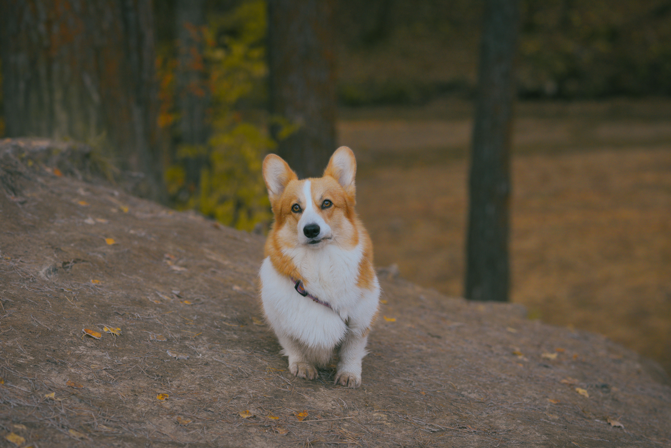 Фотосессия с питомцем в Москве. Свадебный фотограф в Москве Анна Полушина