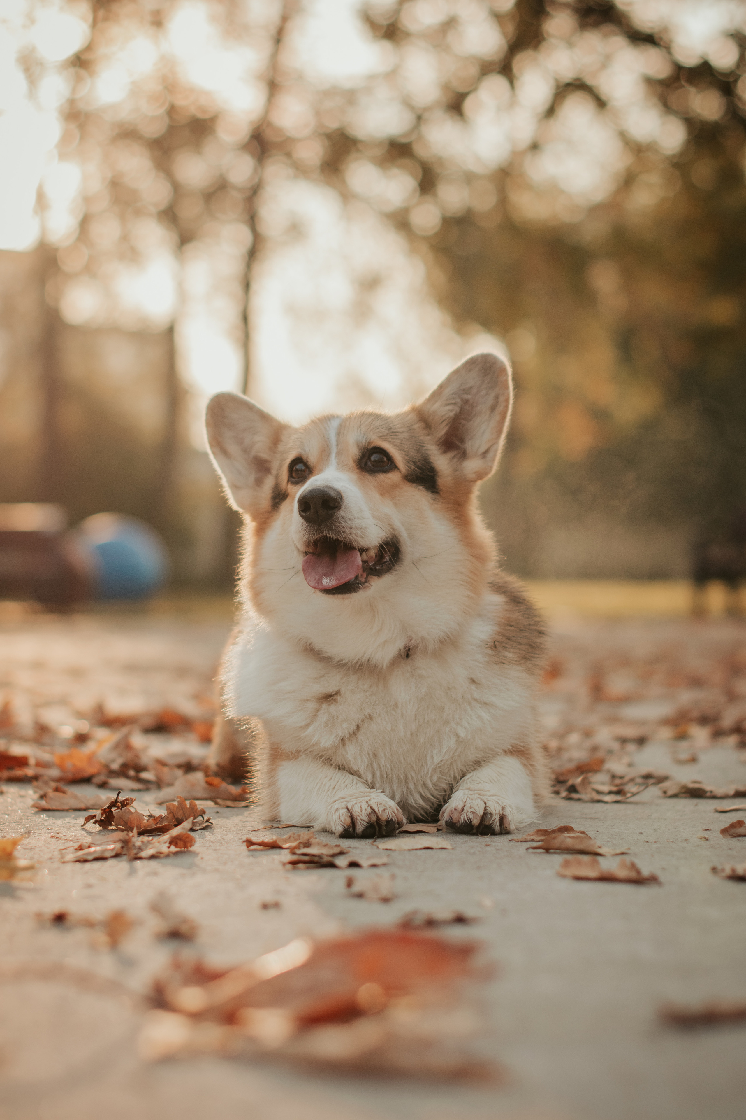 Аня и Булочка, Сокольники. Свадебный фотограф в Москве Анна Полушина