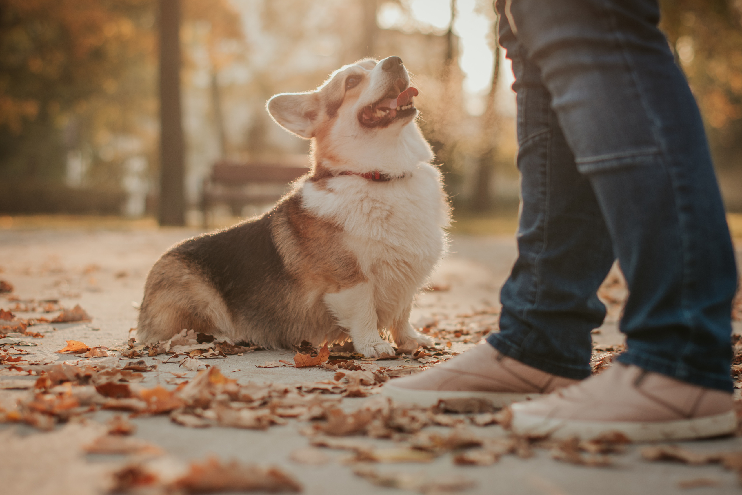 Аня и Булочка, Сокольники. Свадебный фотограф в Москве Анна Полушина