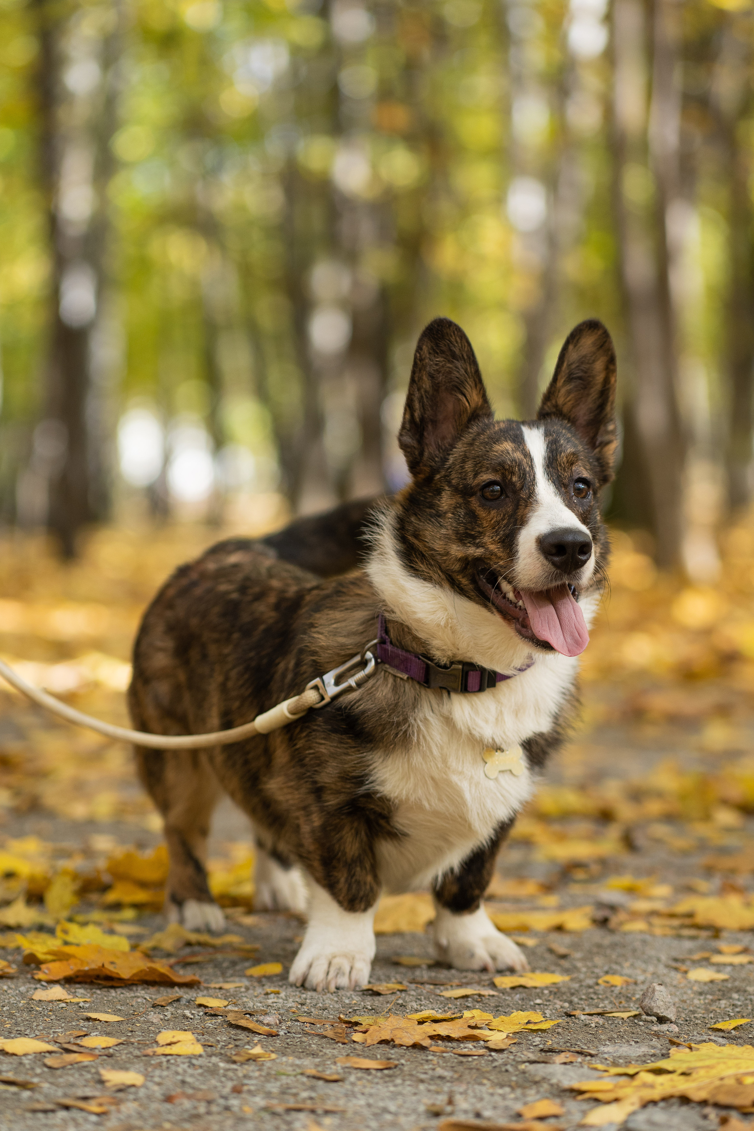 Боря, Даша и Маффин. Свадебный фотограф в Москве Анна Полушина