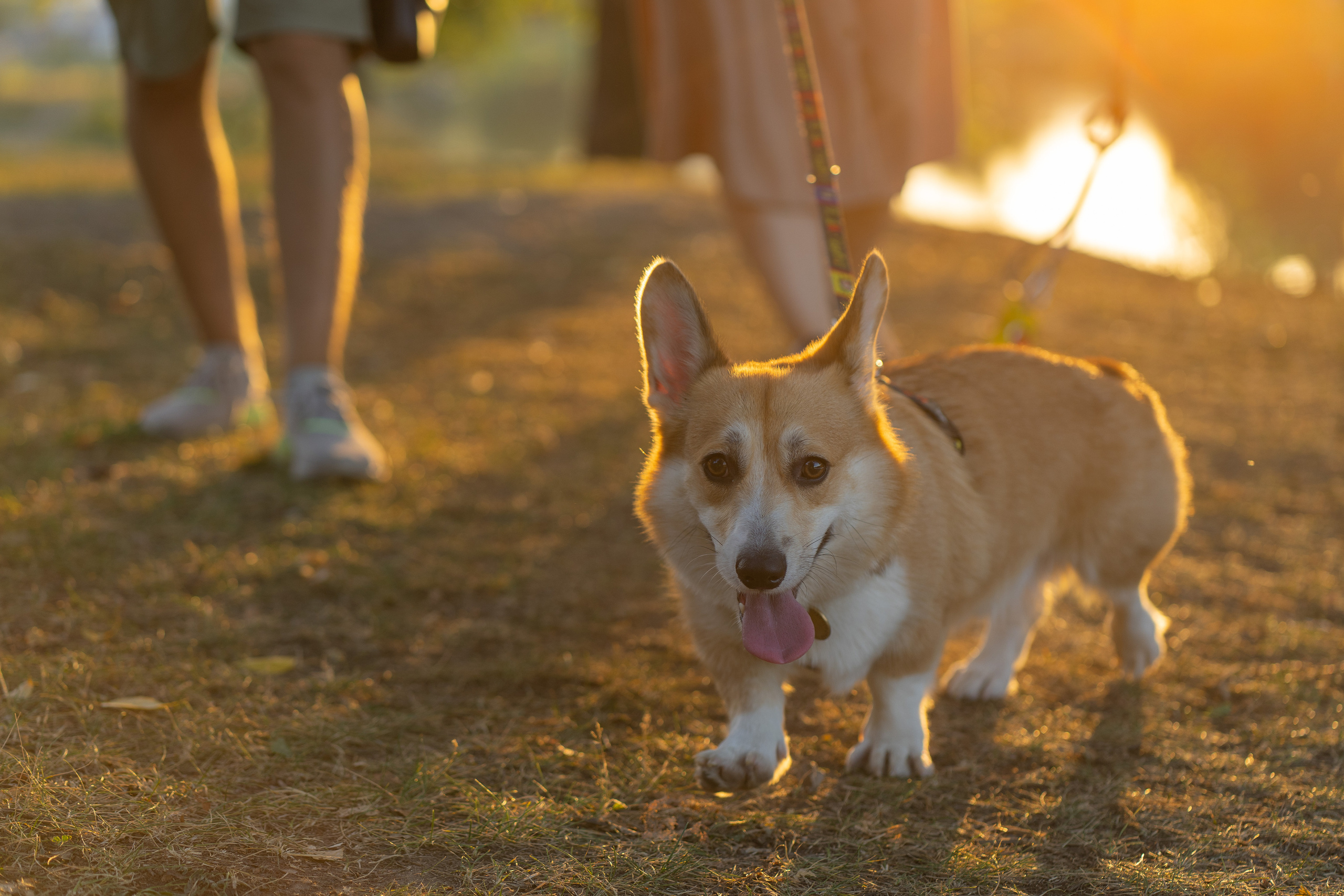 Катя и Боря, Джамгаровский парк. Свадебный фотограф в Москве Анна Полушина