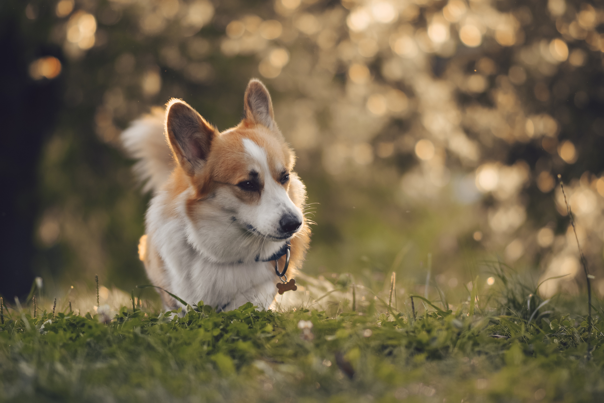 Алина и Ройс, парк на Яузе. Свадебный фотограф в Москве Анна Полушина