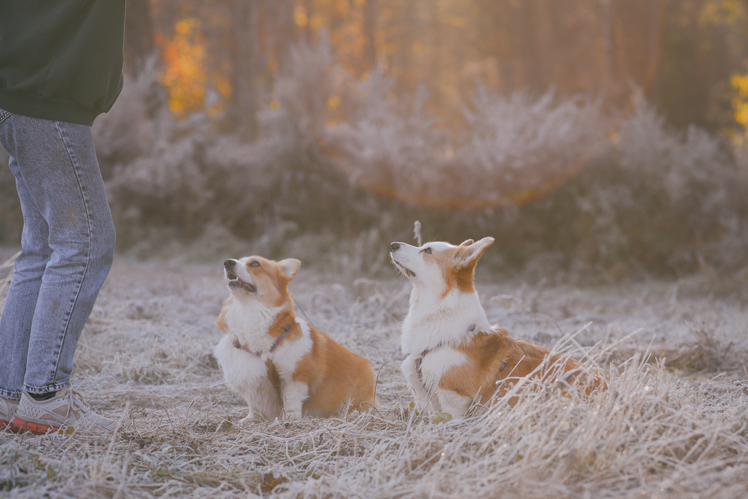 Фотосессия с питомцем в Москве. Свадебный фотограф в Москве Анна Полушина