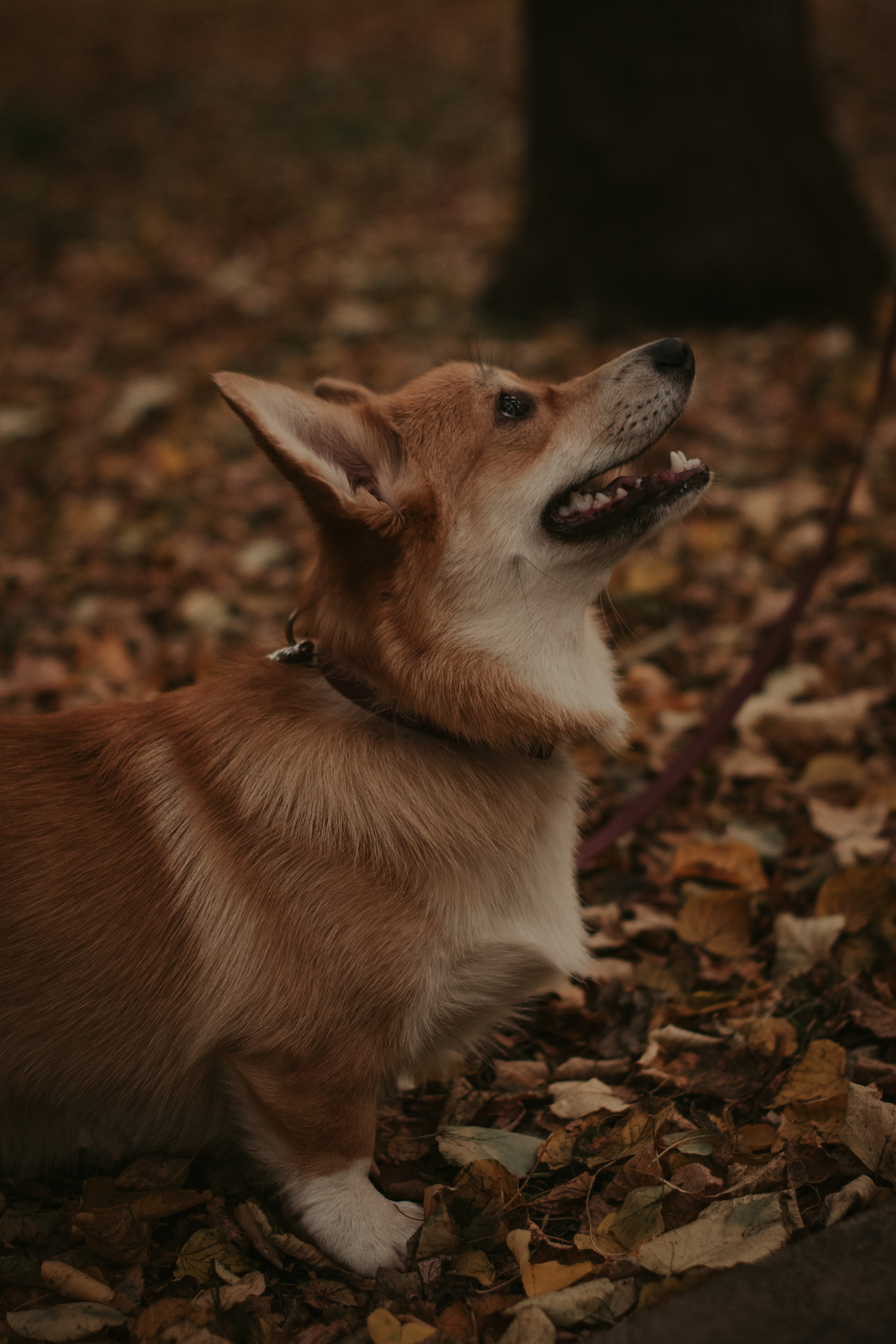 Марина и Мася, Новодевичий сквер. Свадебный фотограф в Москве Анна Полушина