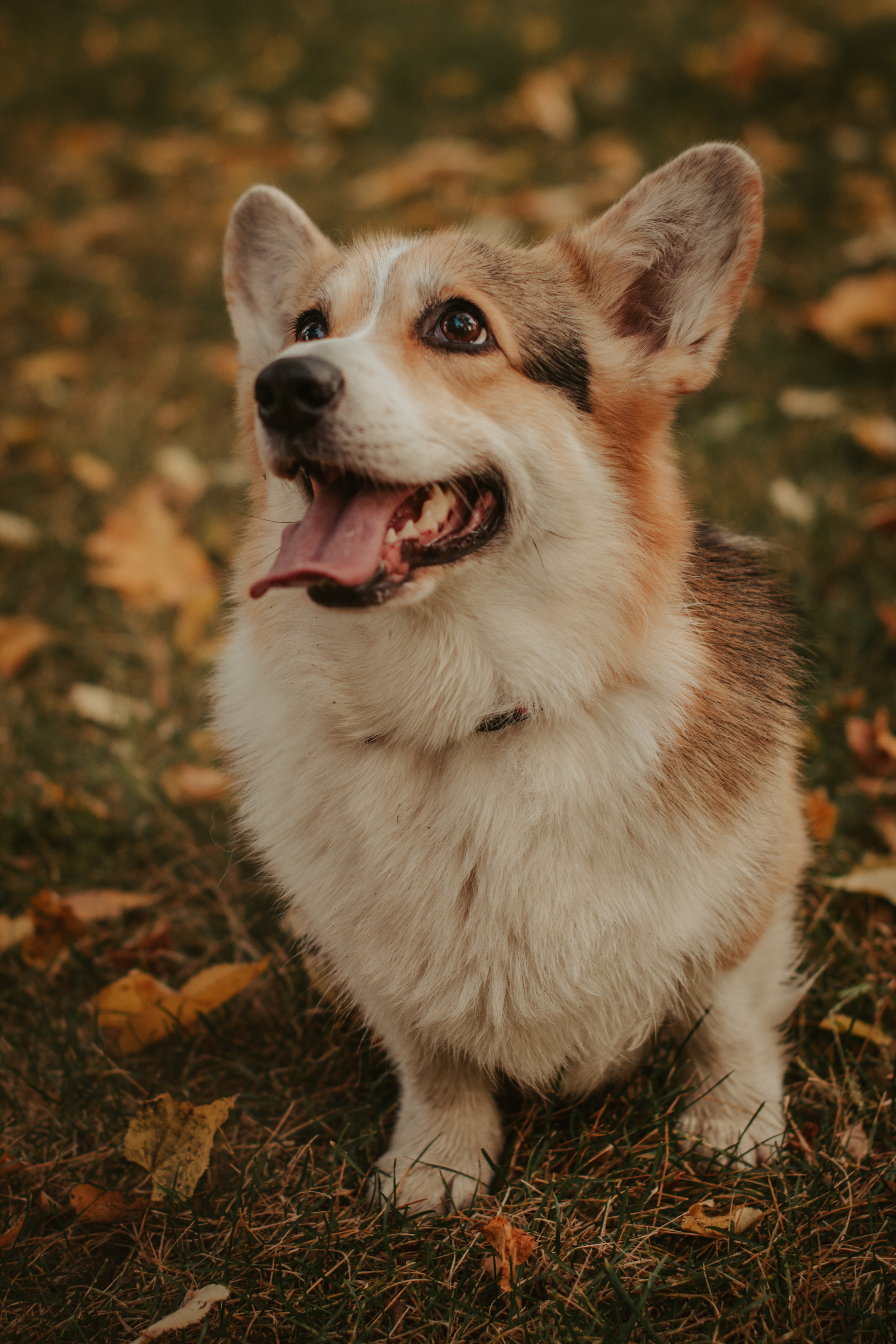 Аня и Булочка, Сокольники. Свадебный фотограф в Москве Анна Полушина