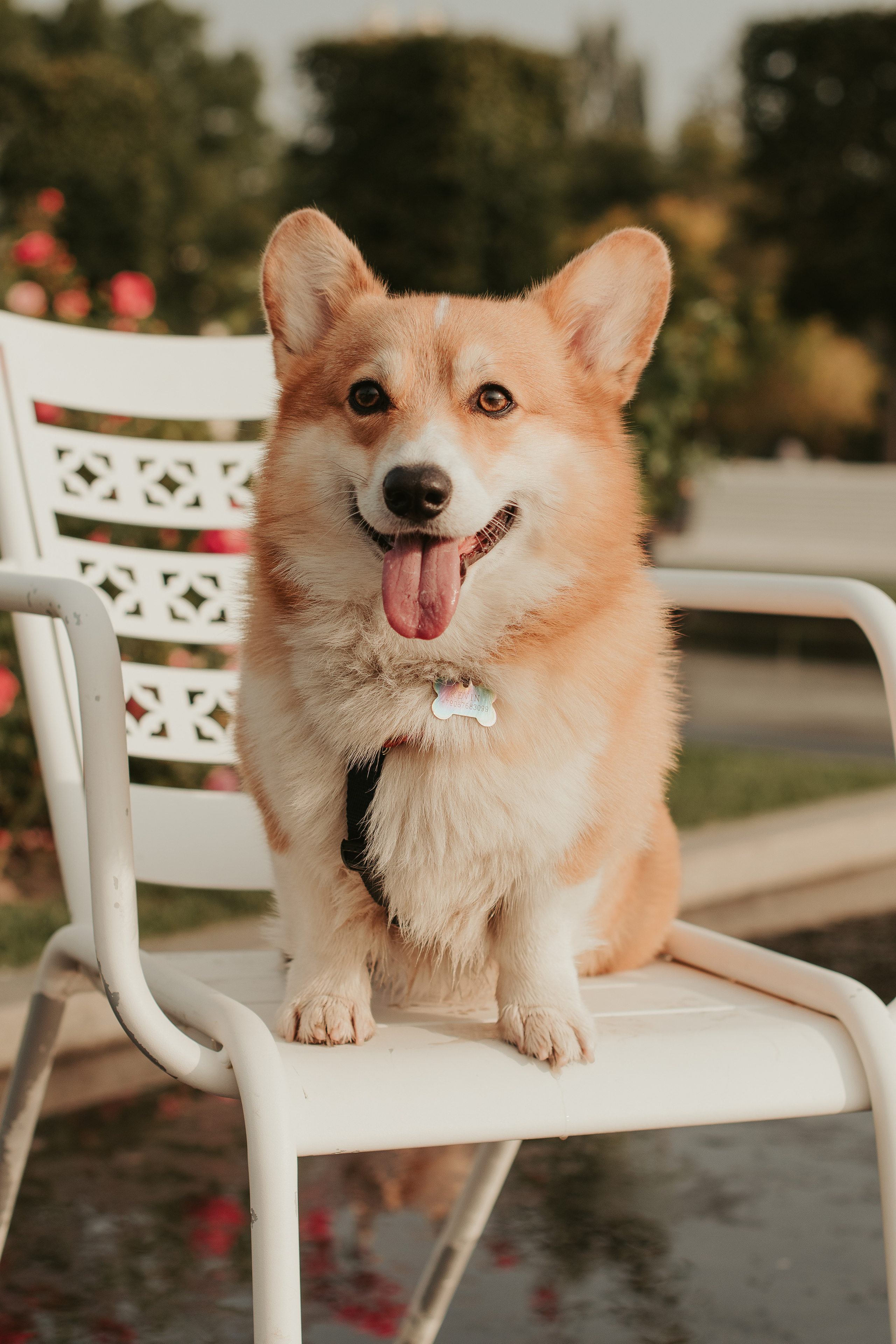 Наташа, Даша и Кевин. Свадебный фотограф в Москве Анна Полушина