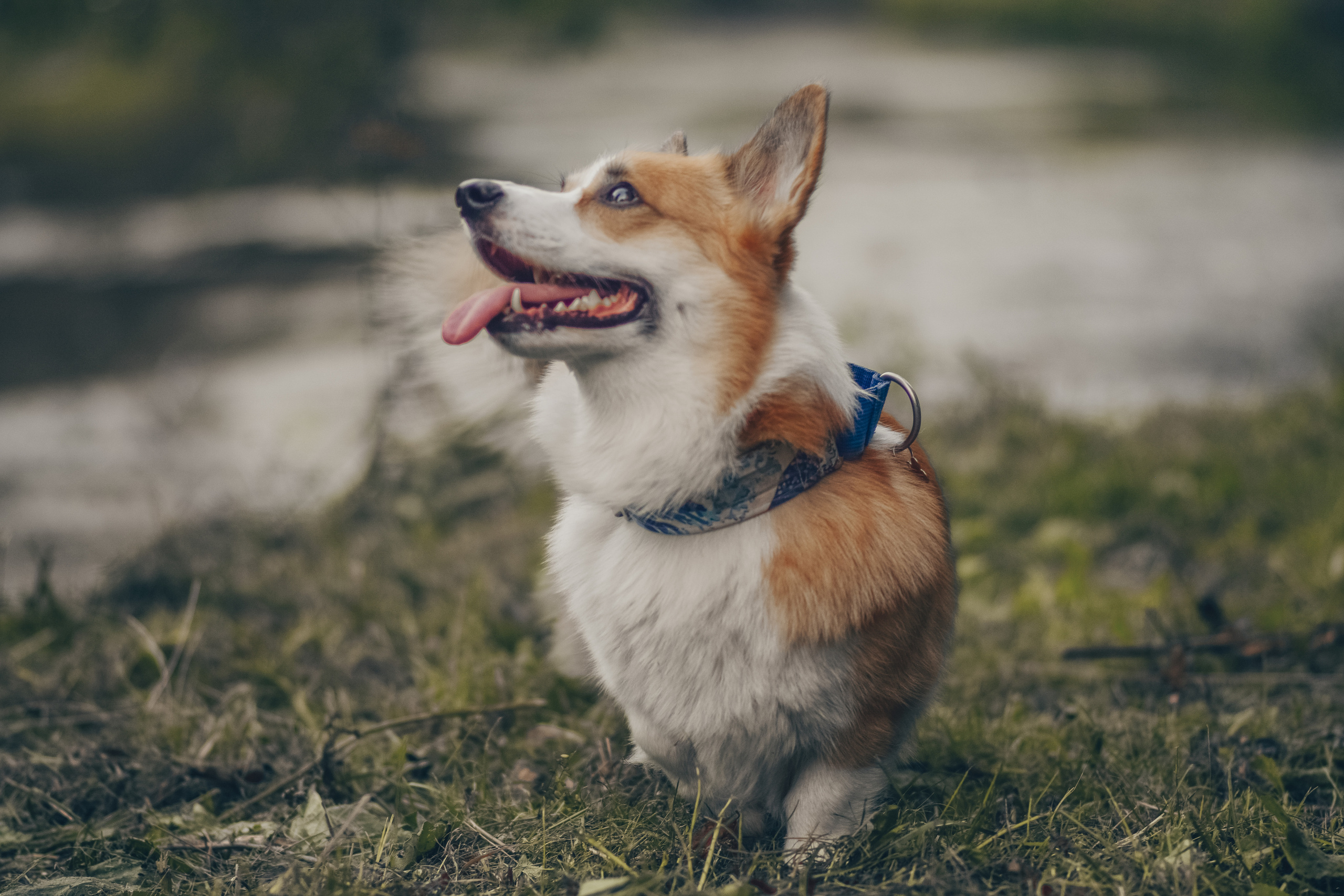 Алина и Ройс, парк на Яузе. Свадебный фотограф в Москве Анна Полушина