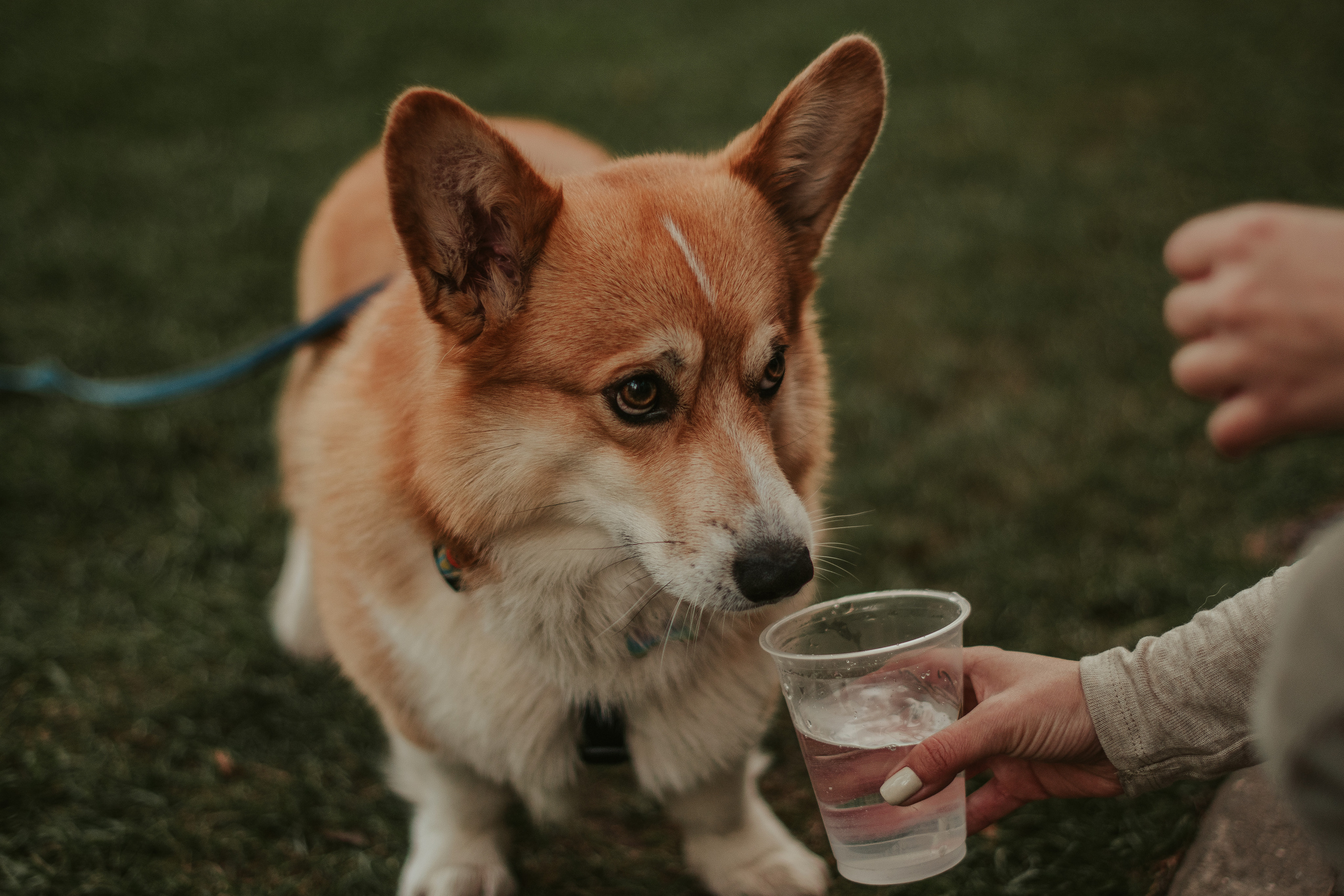 Наташа, Даша и Кевин. Свадебный фотограф в Москве Анна Полушина