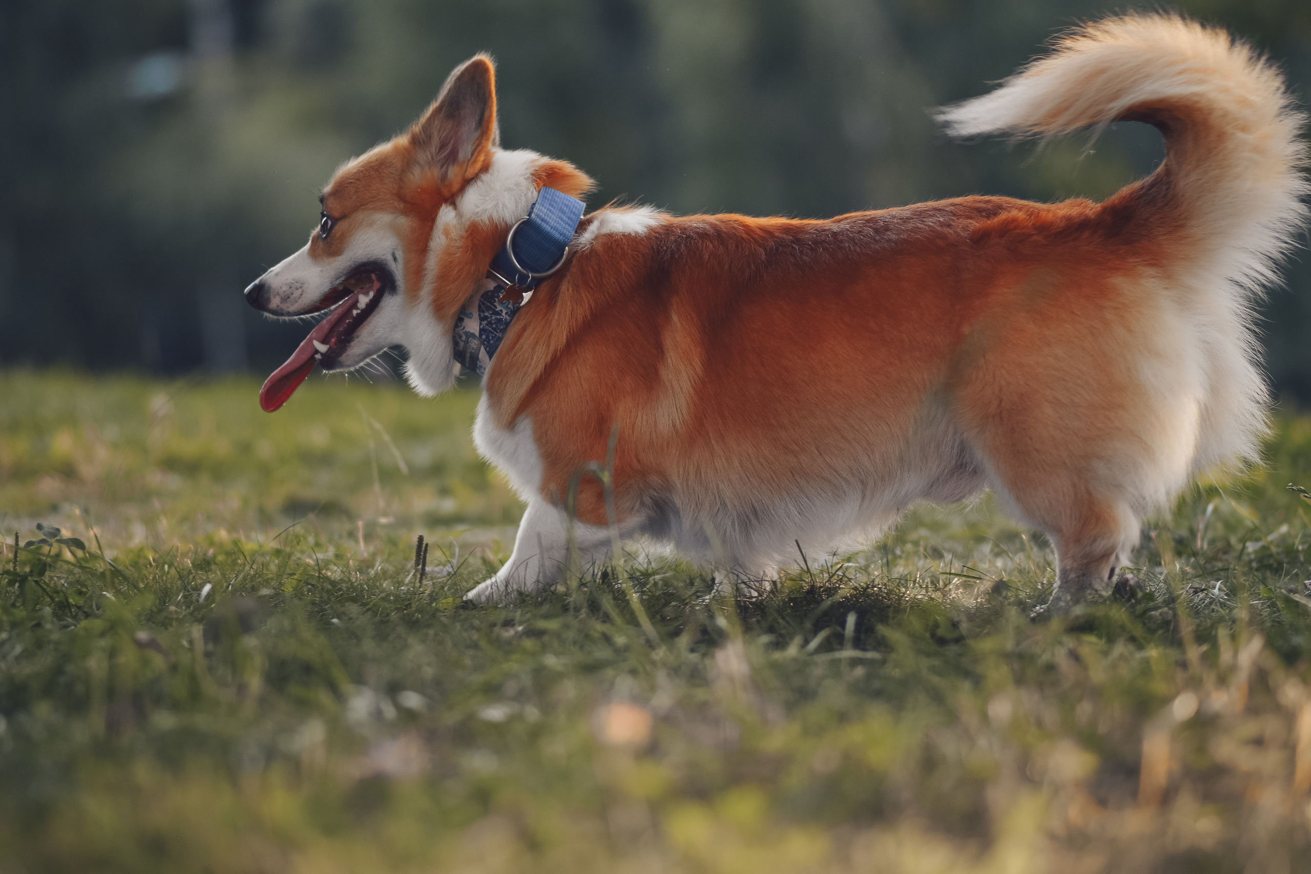 Алина и Ройс, парк на Яузе. Свадебный фотограф в Москве Анна Полушина
