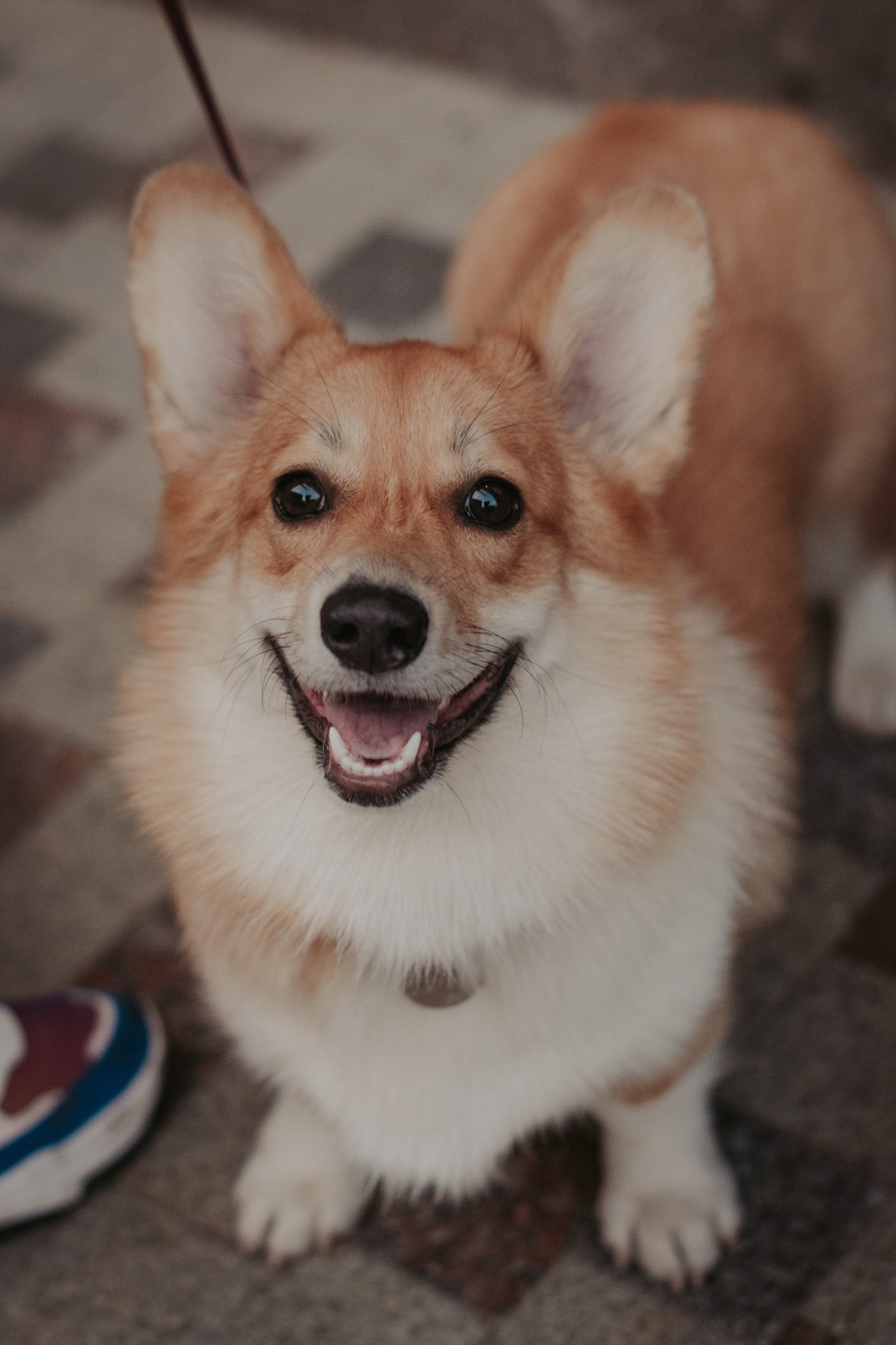 Марина и Мася, Новодевичий сквер. Свадебный фотограф в Москве Анна Полушина